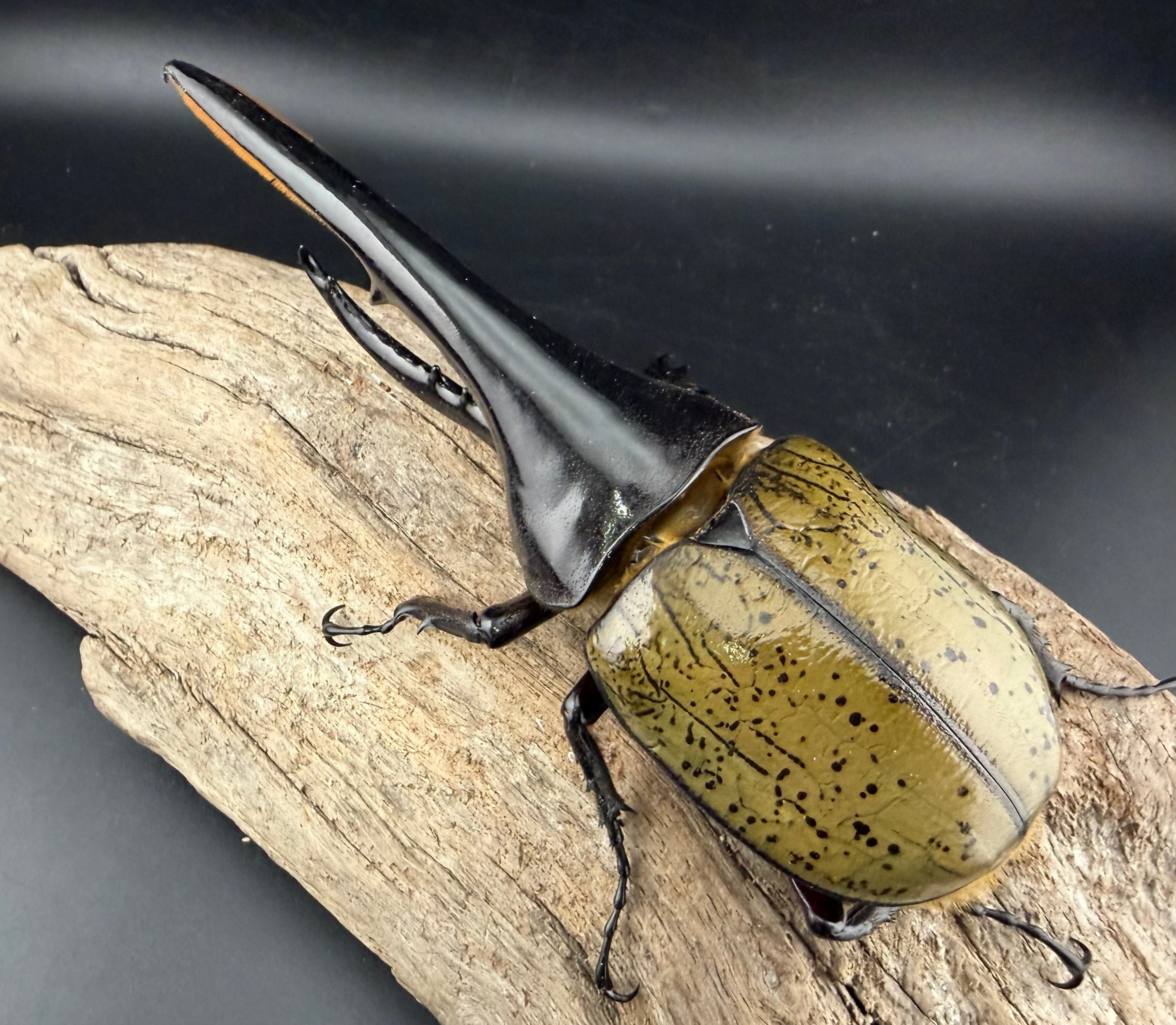 ヘラクレス・ヘラクレス 140mm ペア》 | KPW公式オンラインショップ