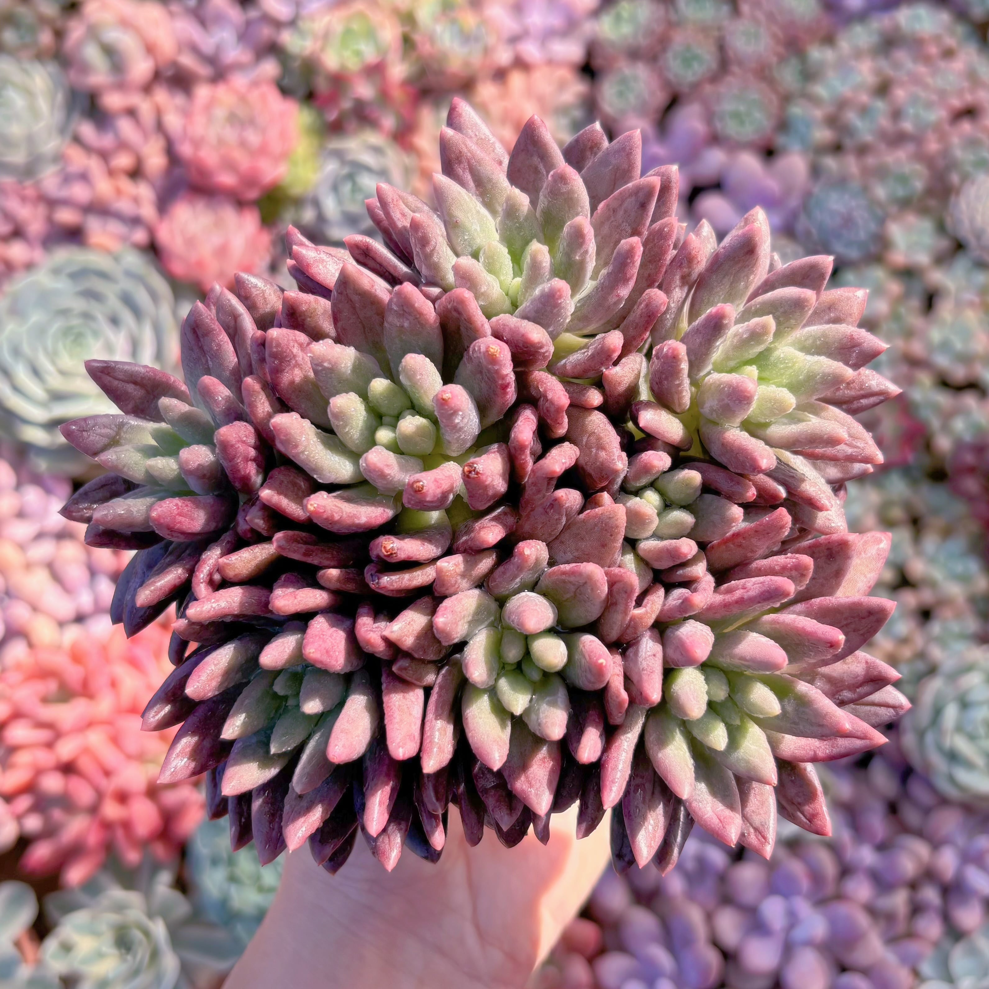 現品　紫水晶#M195　大群生　るる農園