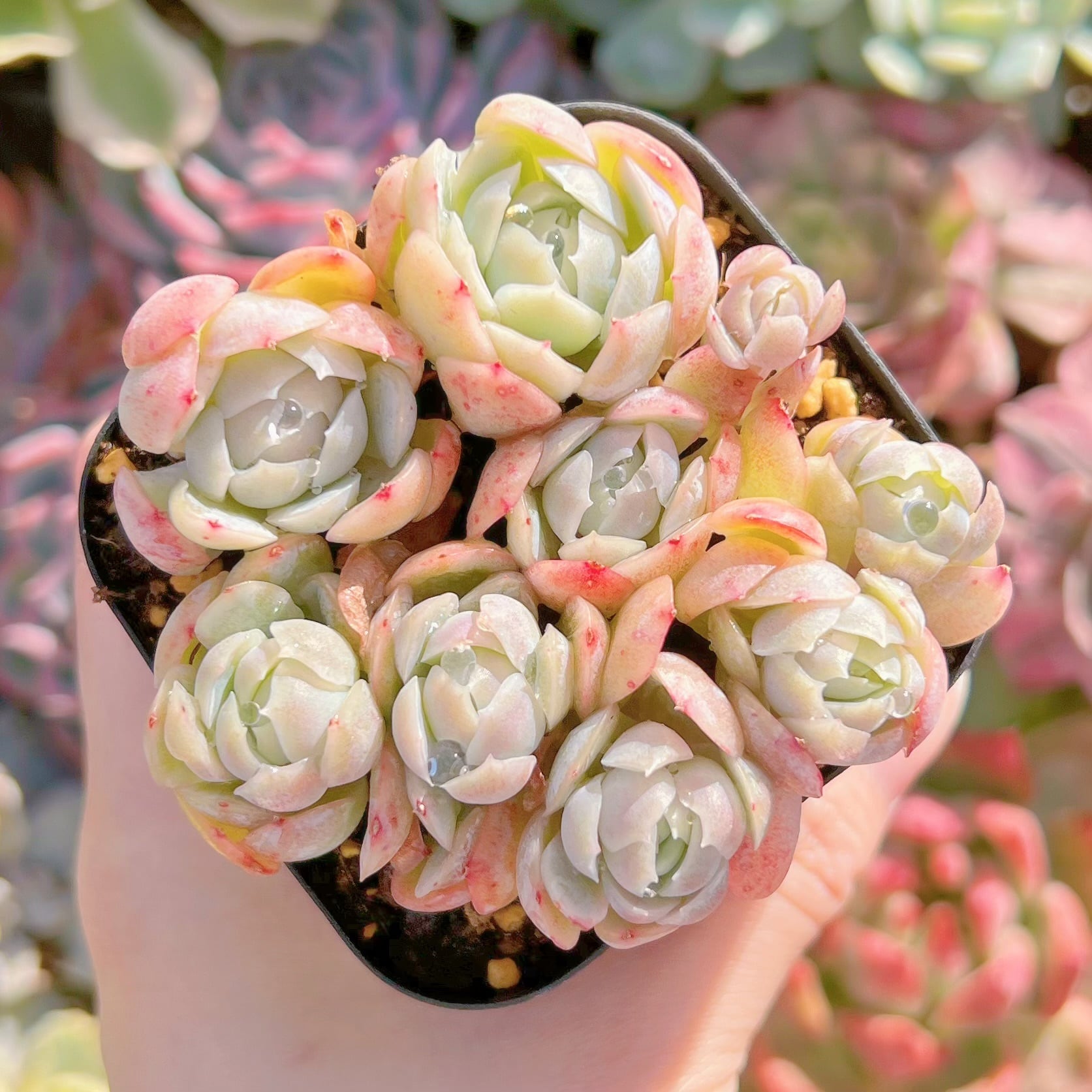 現品　クリームベリー#894　るる農園