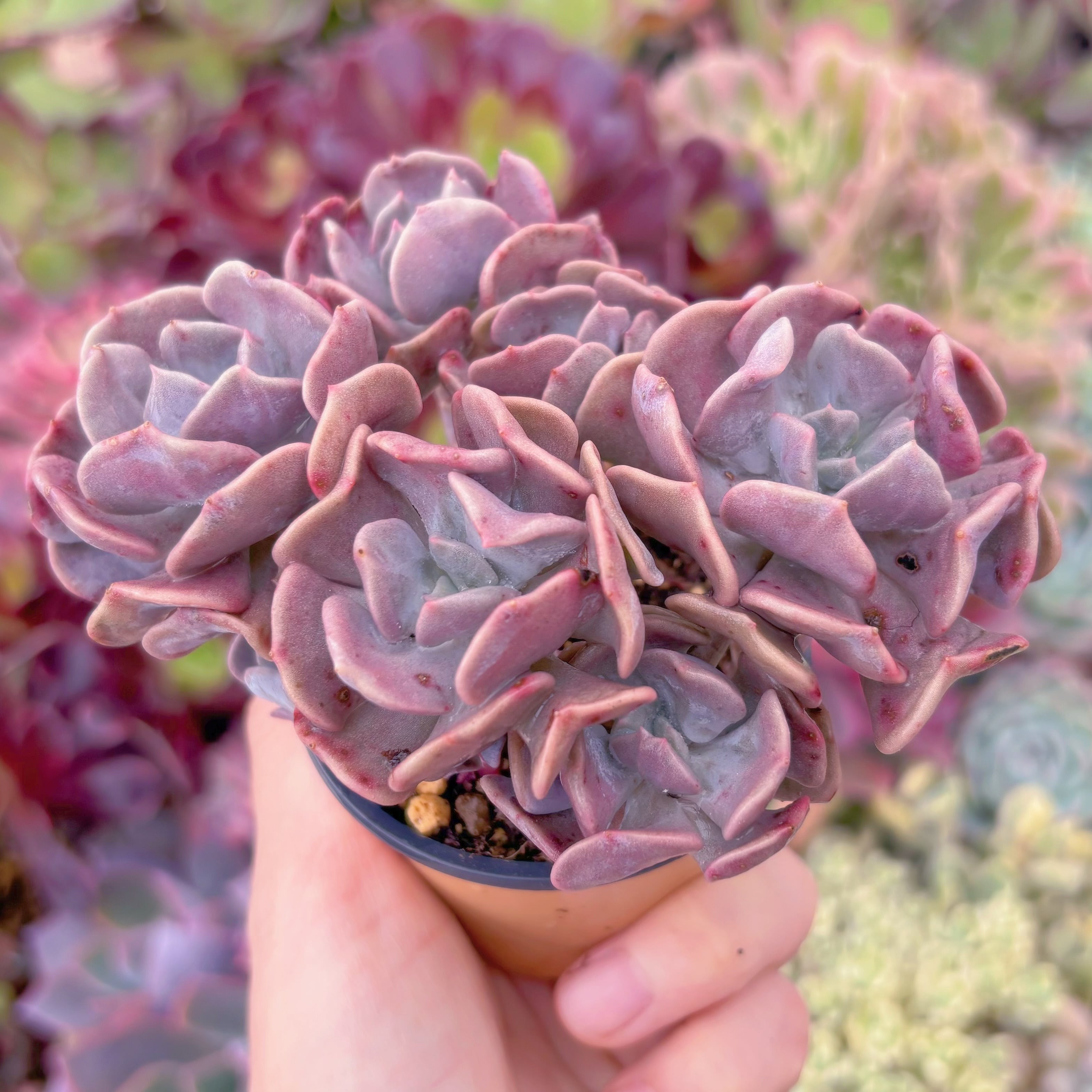 現品　キュービックフロスト#A22　群生　るる農園