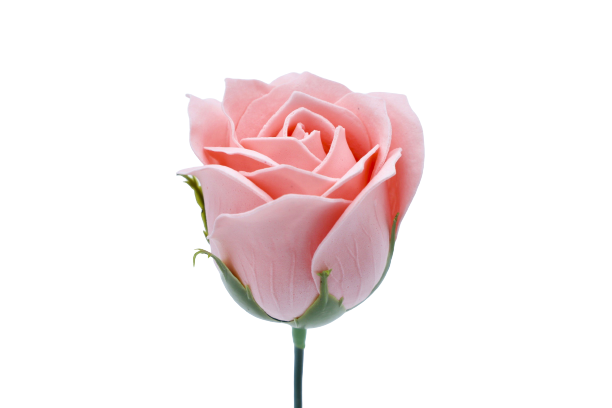 プリンセスバラS-P2 ピーチ (15輪入りor25輪入り)