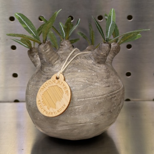 【フィギュア】パキポディウム・グラキリス　Mサイズ