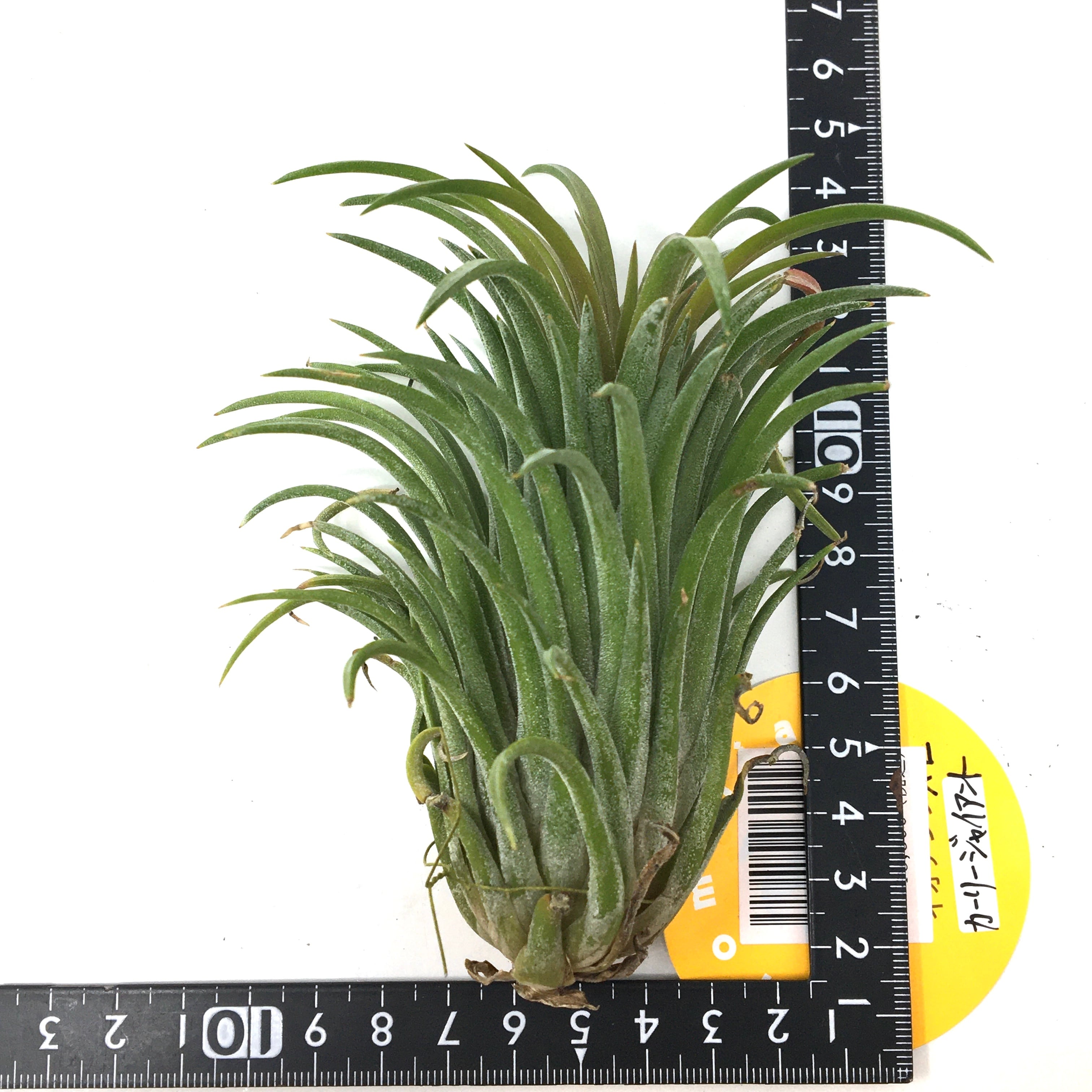 チランジア フレクスオサ ツイスト ジャイアントフォーム Tropiflora