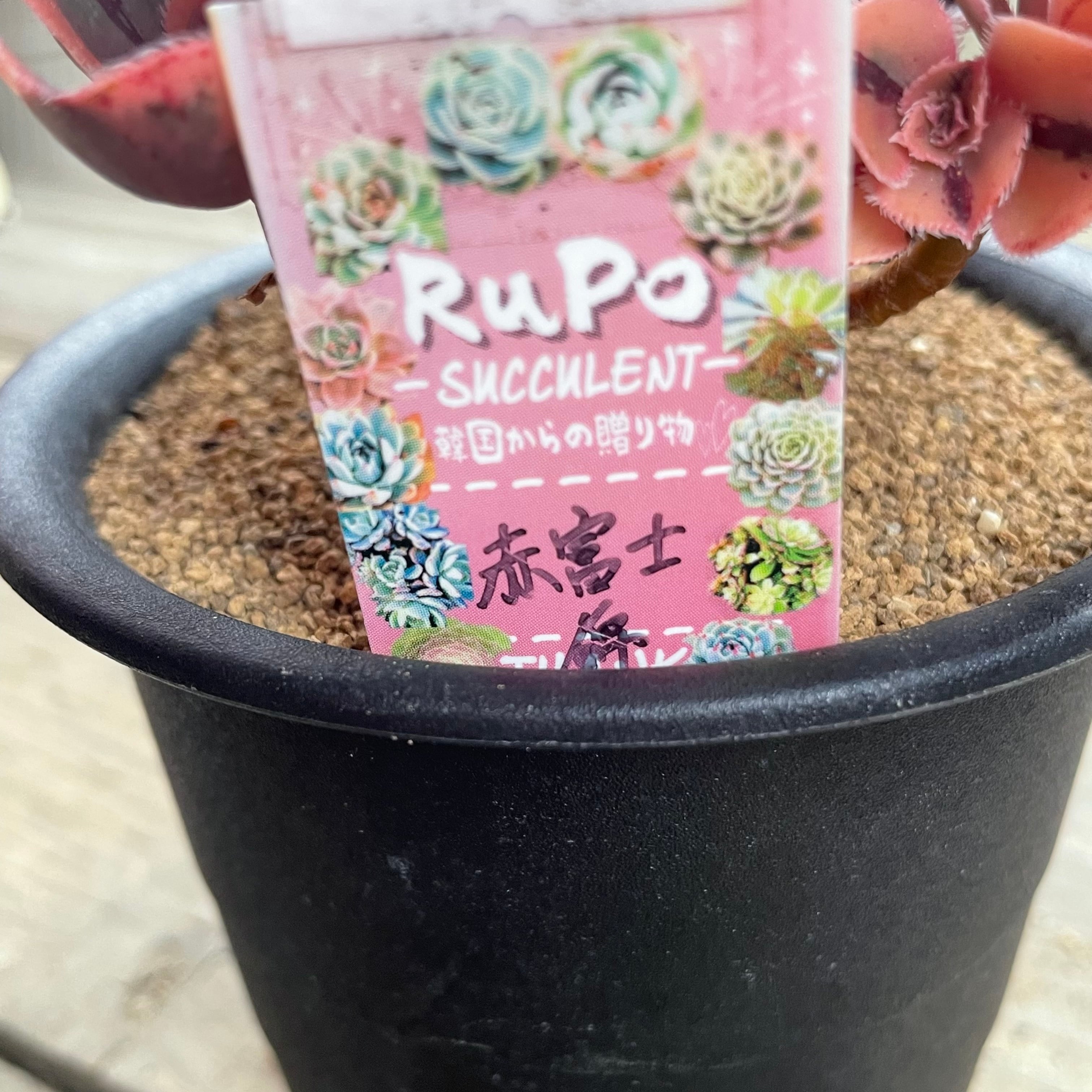 赤富士錦 | RuPo 多肉植物専門店