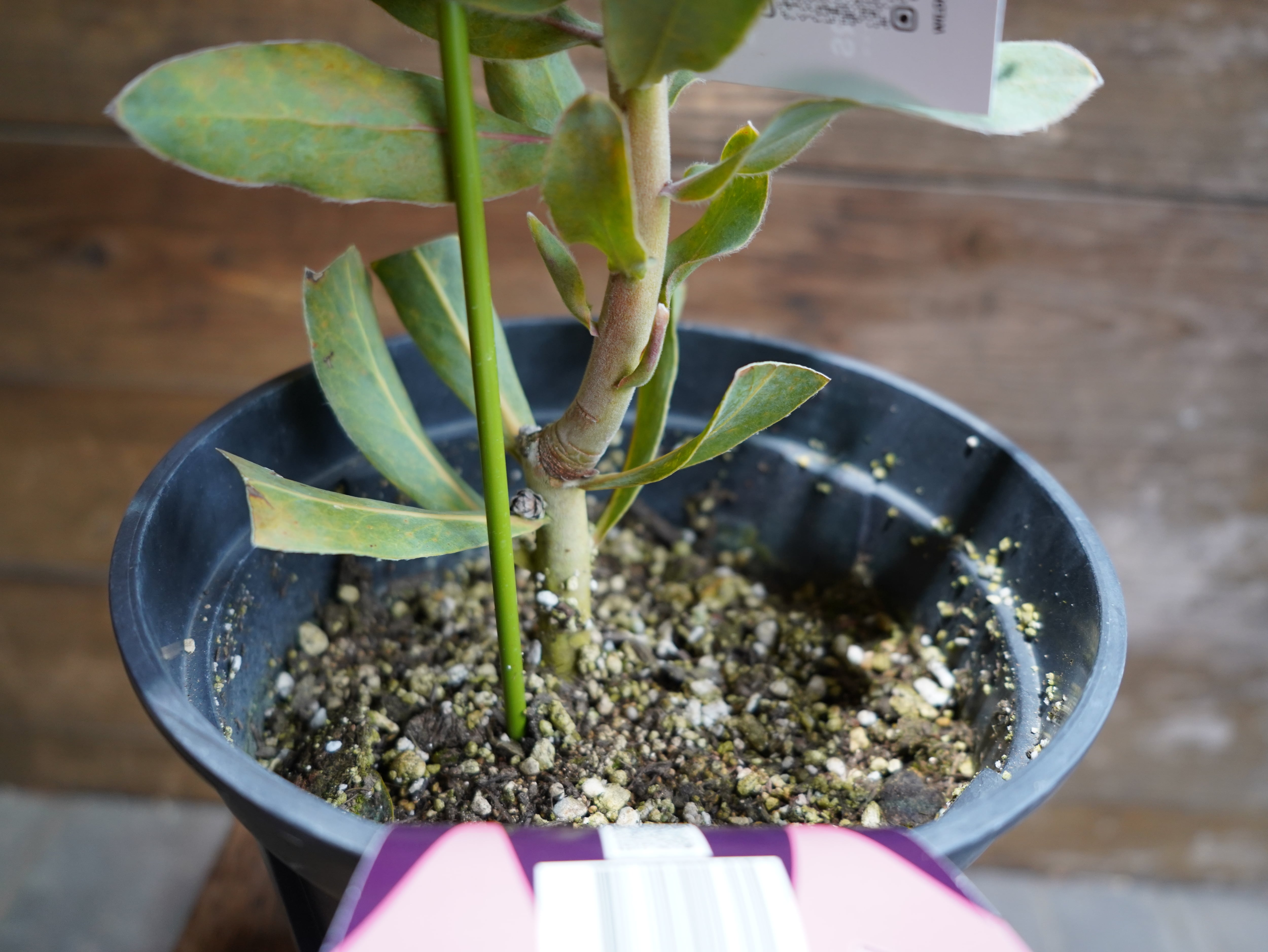 【現物】プロテア ”シルビア”　C