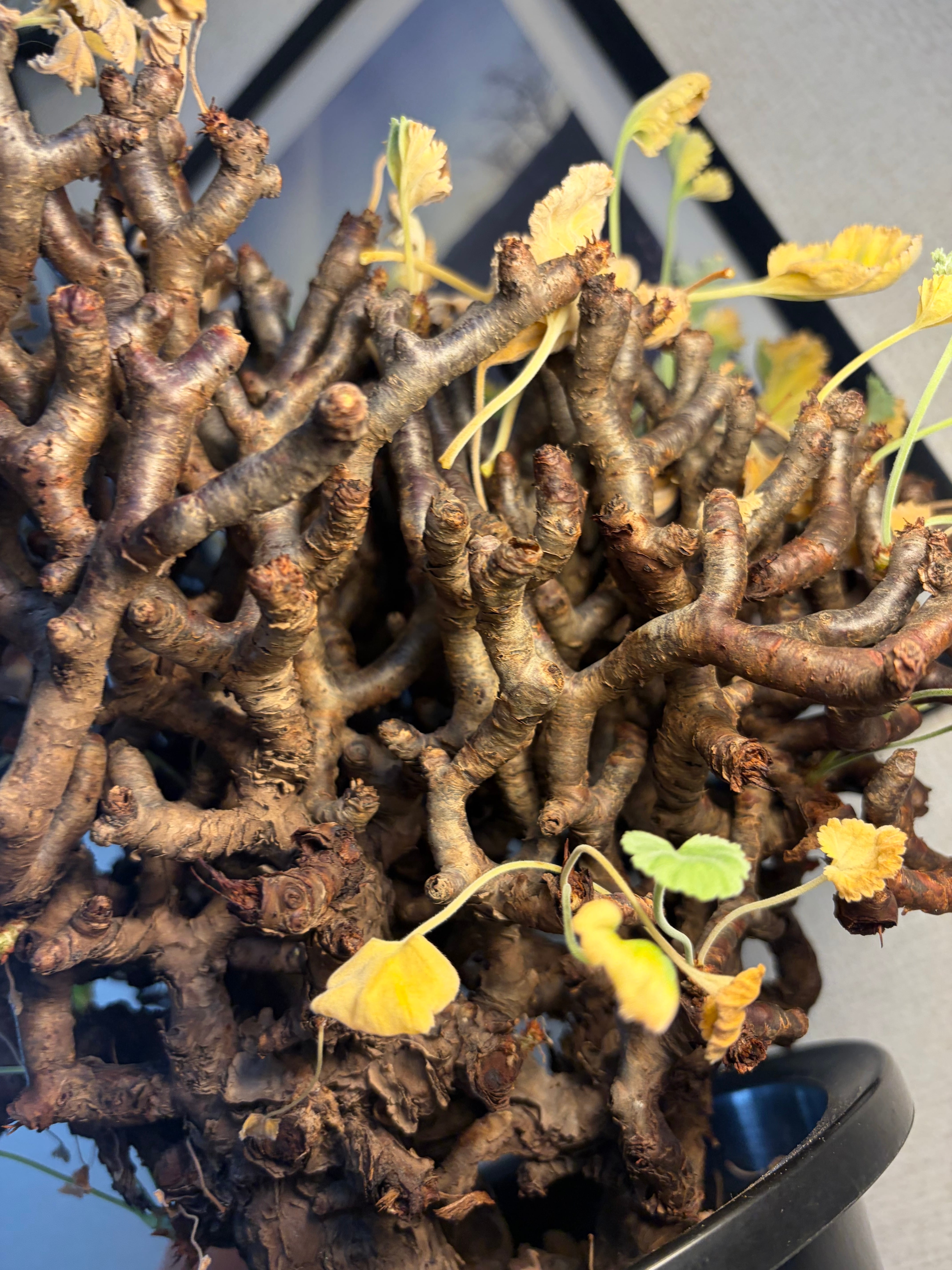 モンソニア クラシカウレ 塊根植物 コミフォラ ケラリア フォークイエリア モンソニア クラシカウレ 塊根植物 コミフォラ ケラリア フォークイ