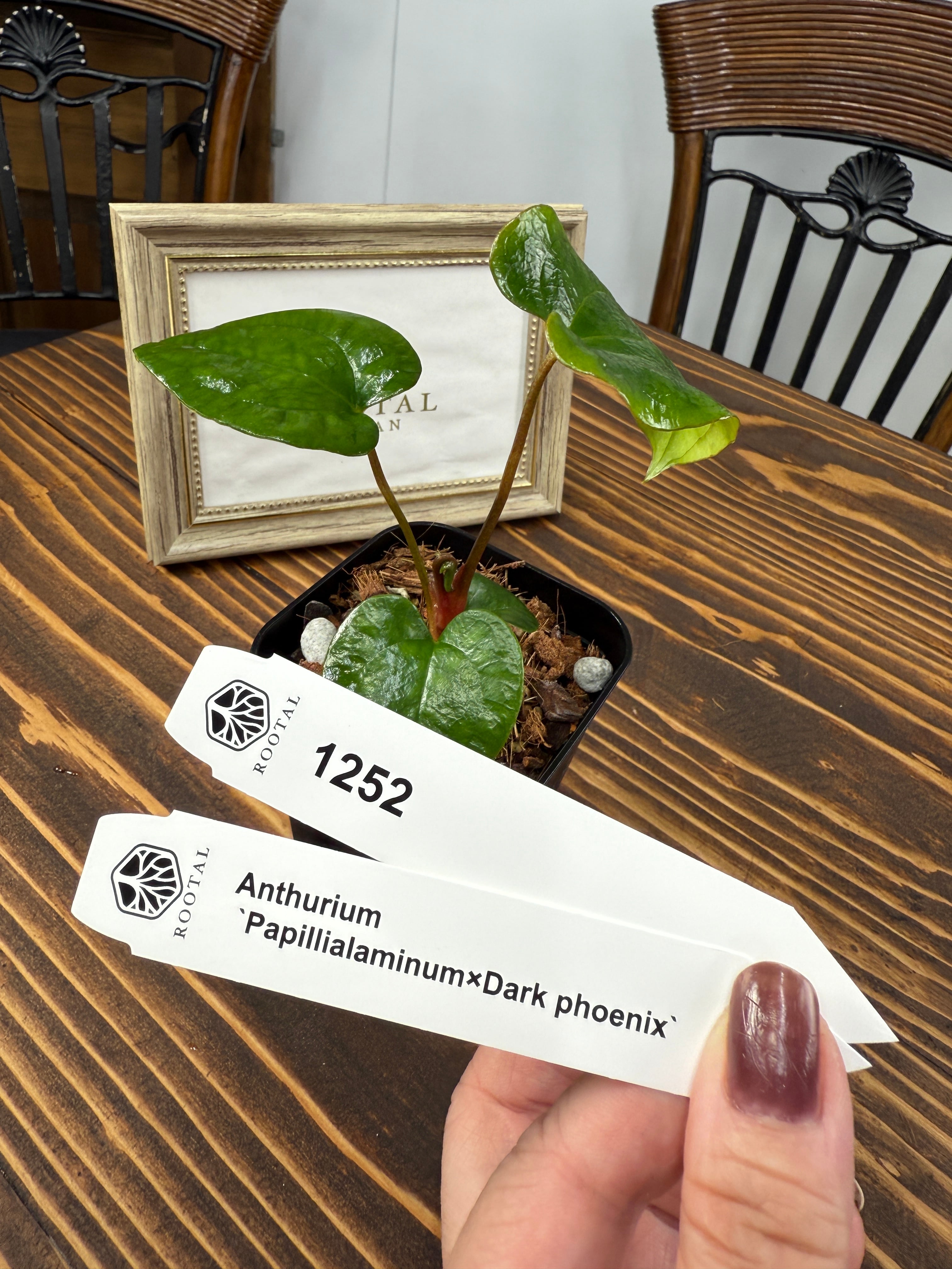 ★1252 アンスリウム パピラミナム×レッドダーク(2.5号ロング硬質ポット)※送料無料(一部除く)