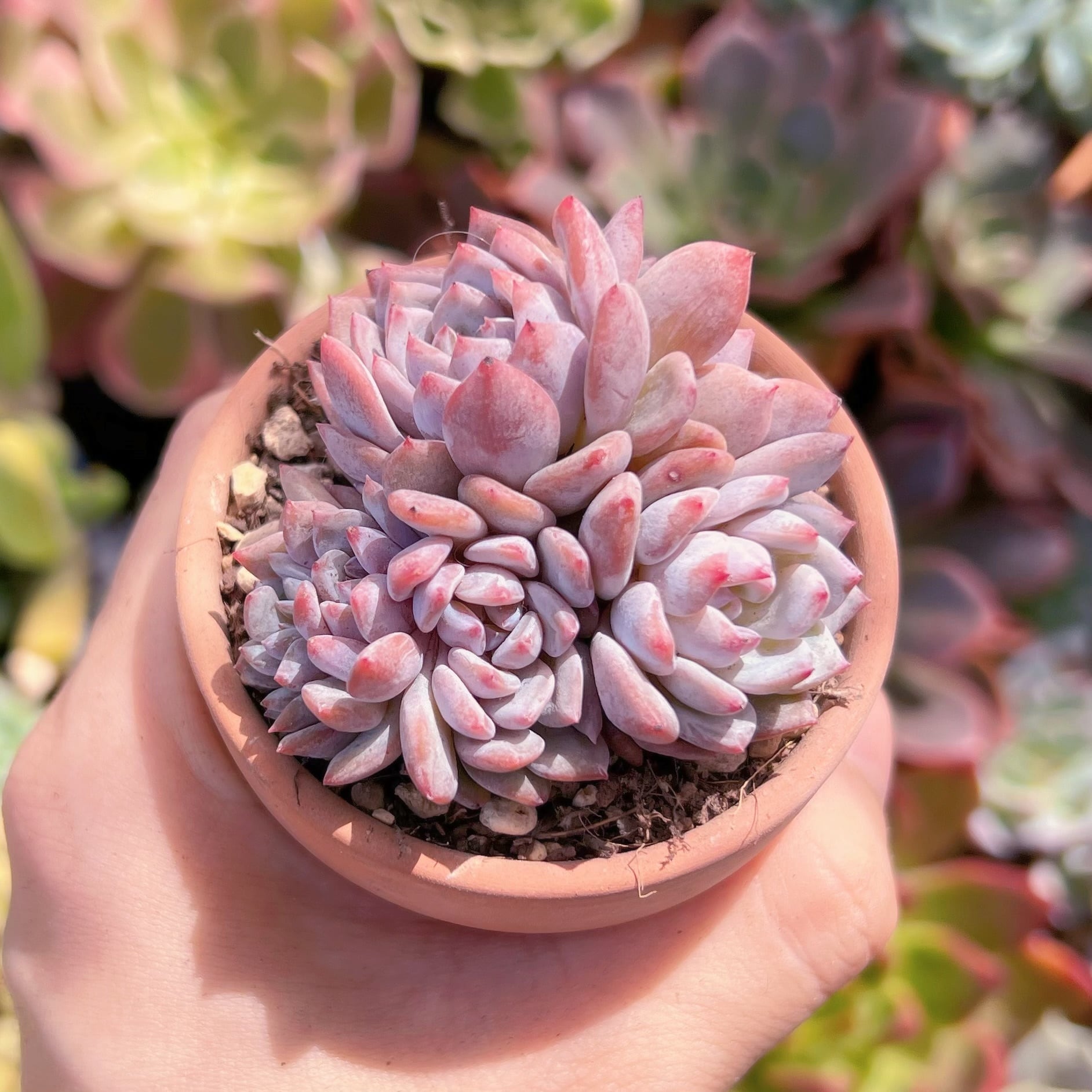PURPLE SKY 様10点おまとめ依頼 Lier.succulent多肉植物 多肉植物 星星 群生 新入荷 るる農園 | るる農園~多肉植物専門