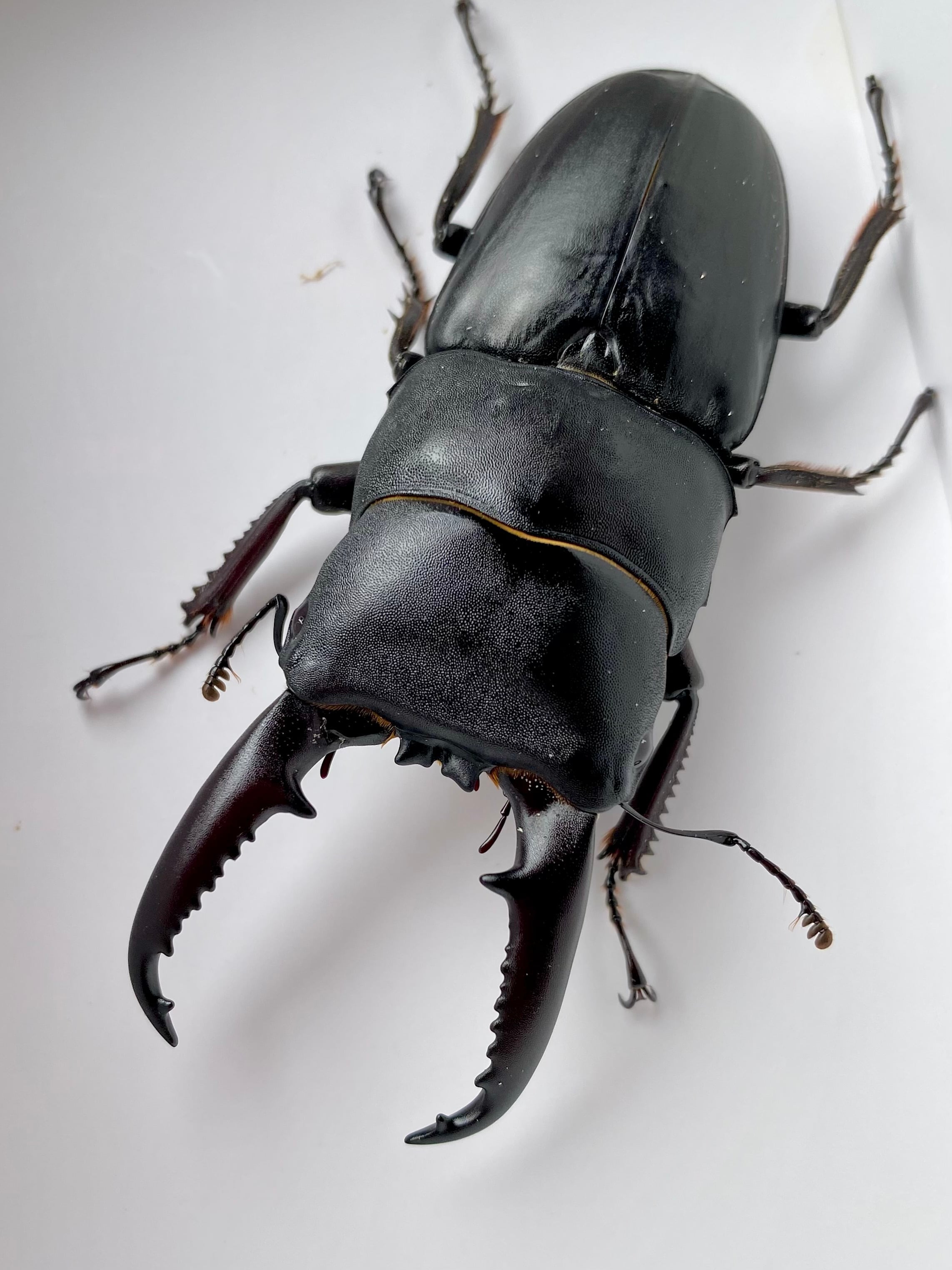 対馬産 オオクワガタ ♂56mm 単品 (WF1) | Pay ID