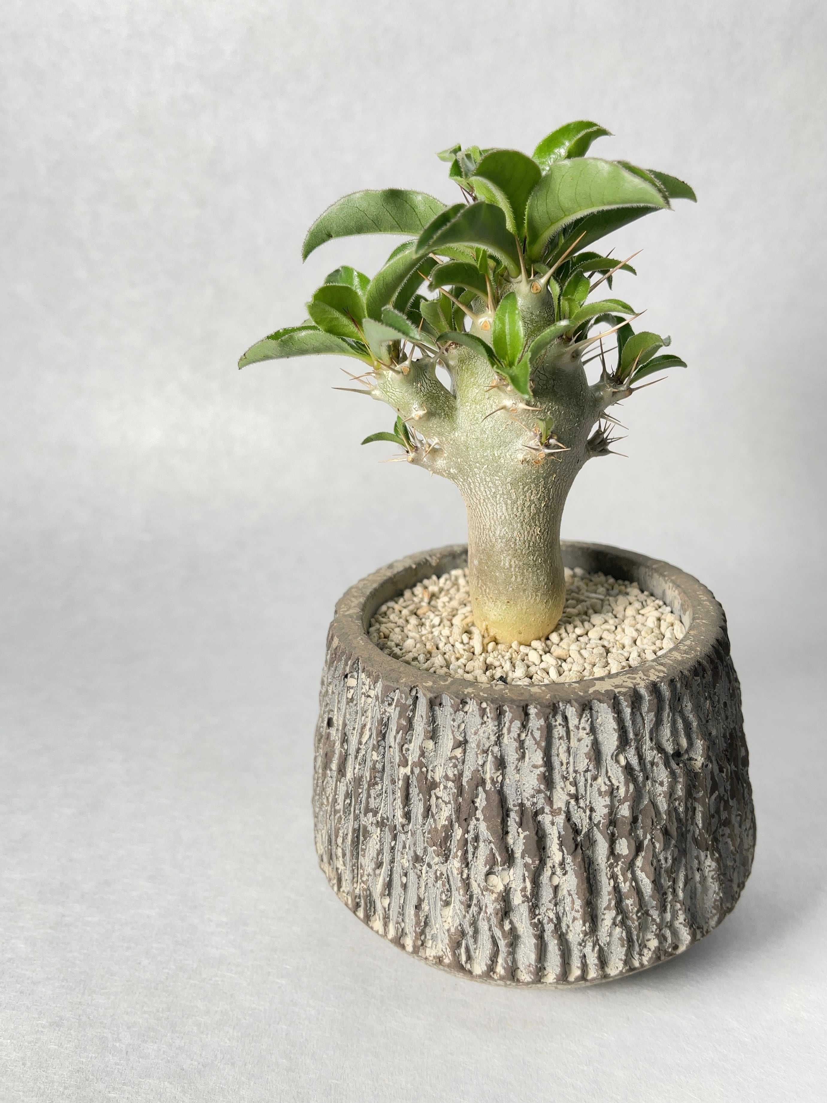 パキポディウム・サンデルシー | trigger