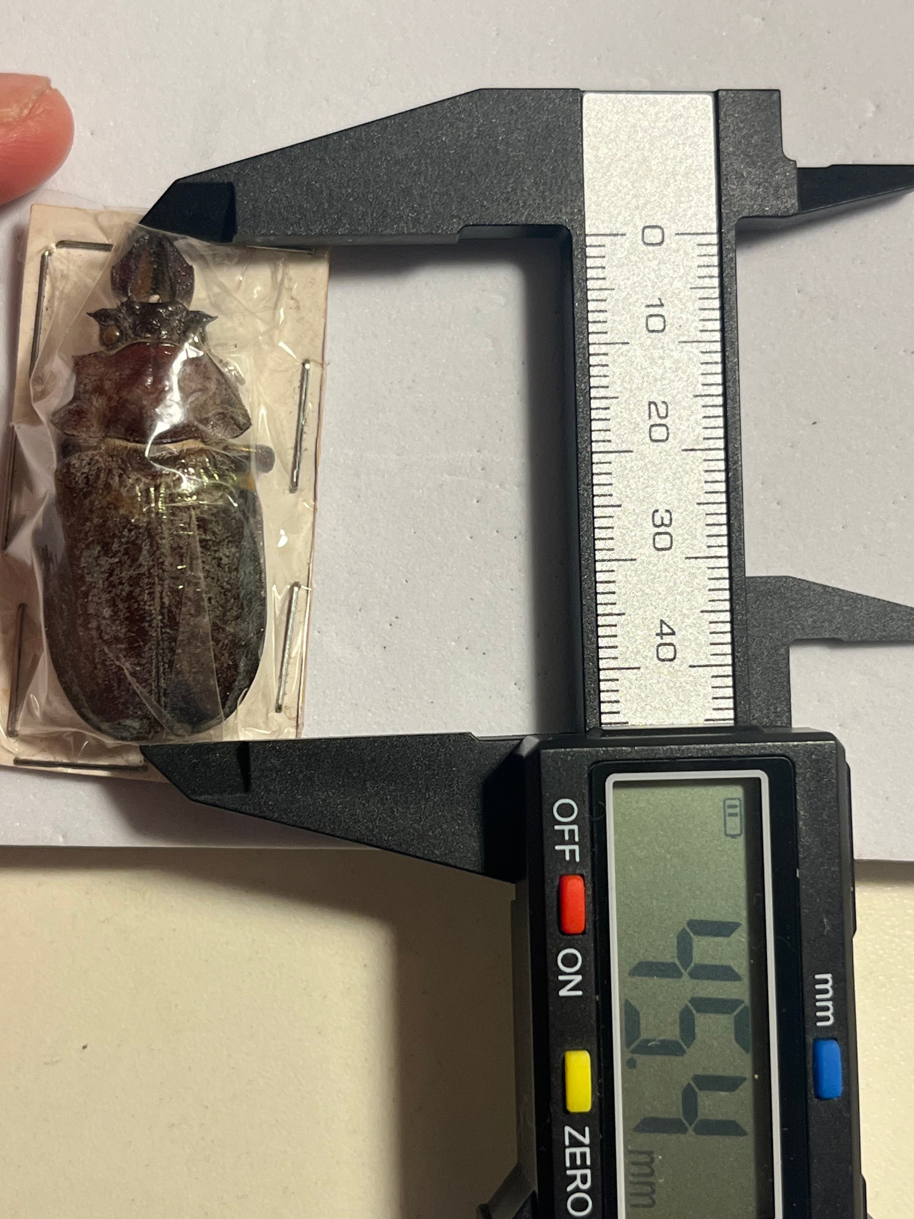 ♀45mm】ギガンテウスシワバネクワガタ 昆虫標本 ニジイロクワガタ