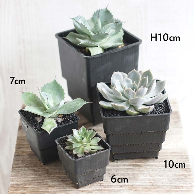 Meshpot STANDARD 6cm ホワイト 10個セット