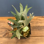 2026年 ビカクシダ福袋 10000円