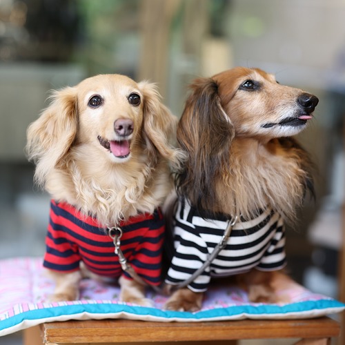 ボーダーボートネック