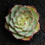 抜き苗 カカティス Echeveria 'Kakatis'