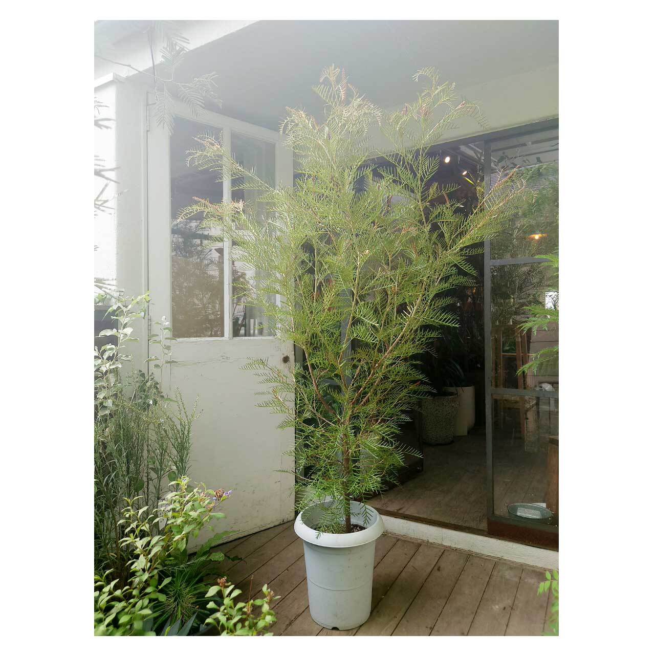 紅木 Grevillea 'Red Hooks' | Seeding