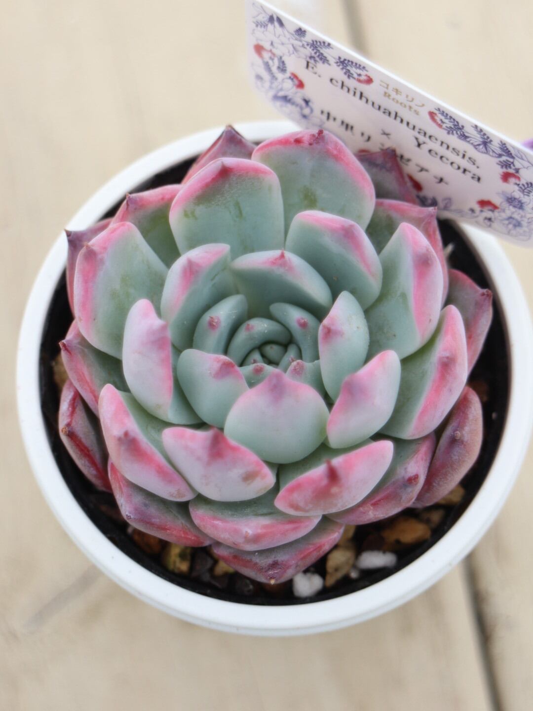 14 チワワエンシス ジェコラ×中里リンゼアナ