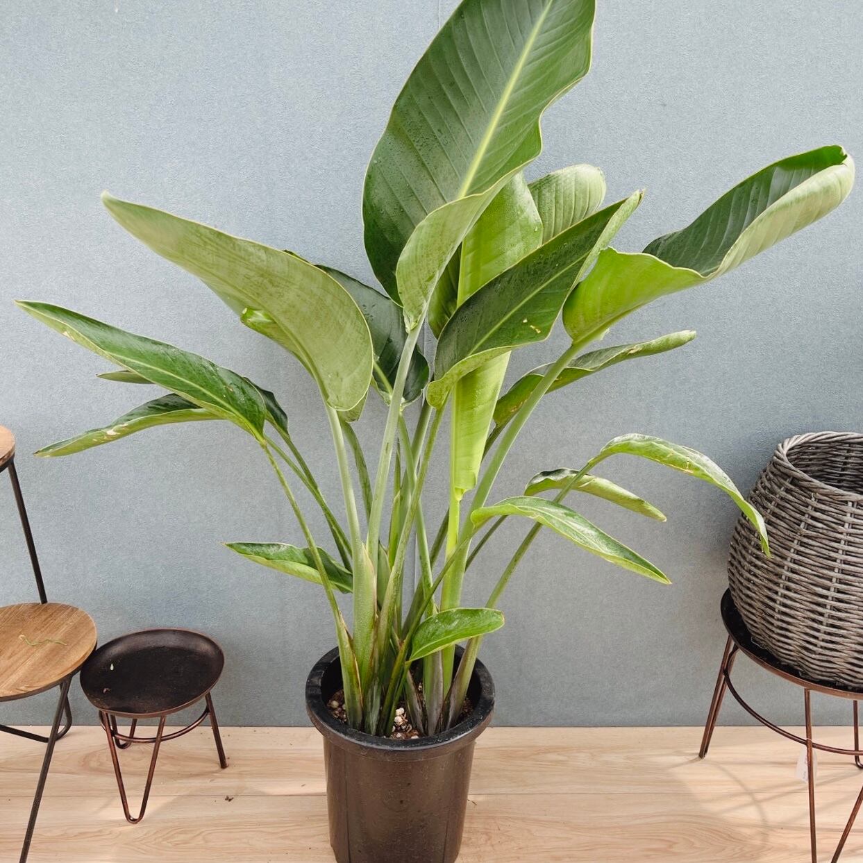 現品］1番 ユッカ エレファンティペス 斑入り 10号 観葉植物 室内 大型