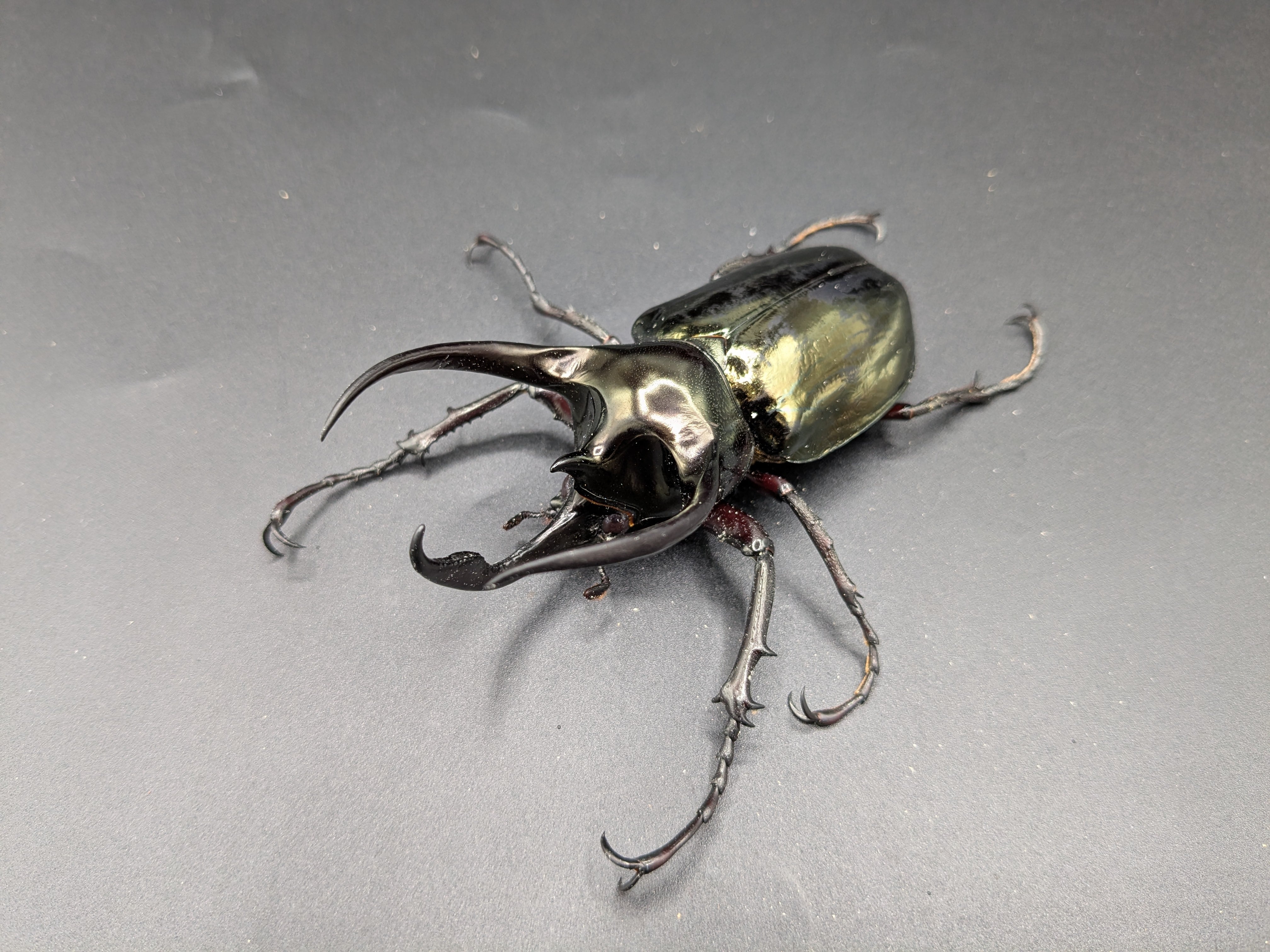 WDミンダナオアトラス ♂88mm♀フリーサイズ