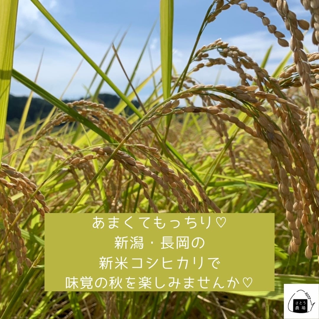 白米/２０㎏】令和5年産　特別栽培米コシヒカリ　さとう農場
