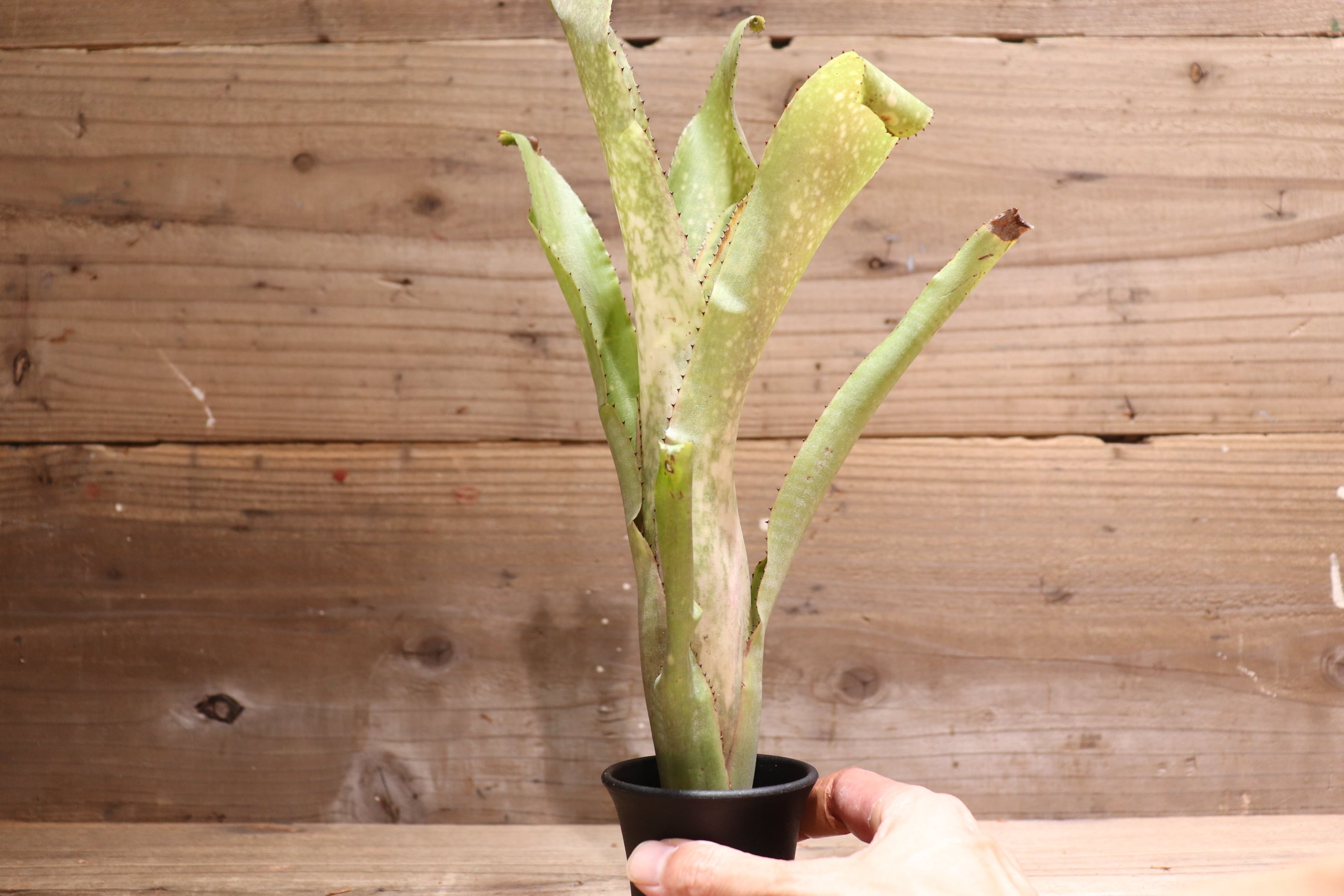送料無料】 Billbergia 'Kolan Accord' x 'Kolan White pearl