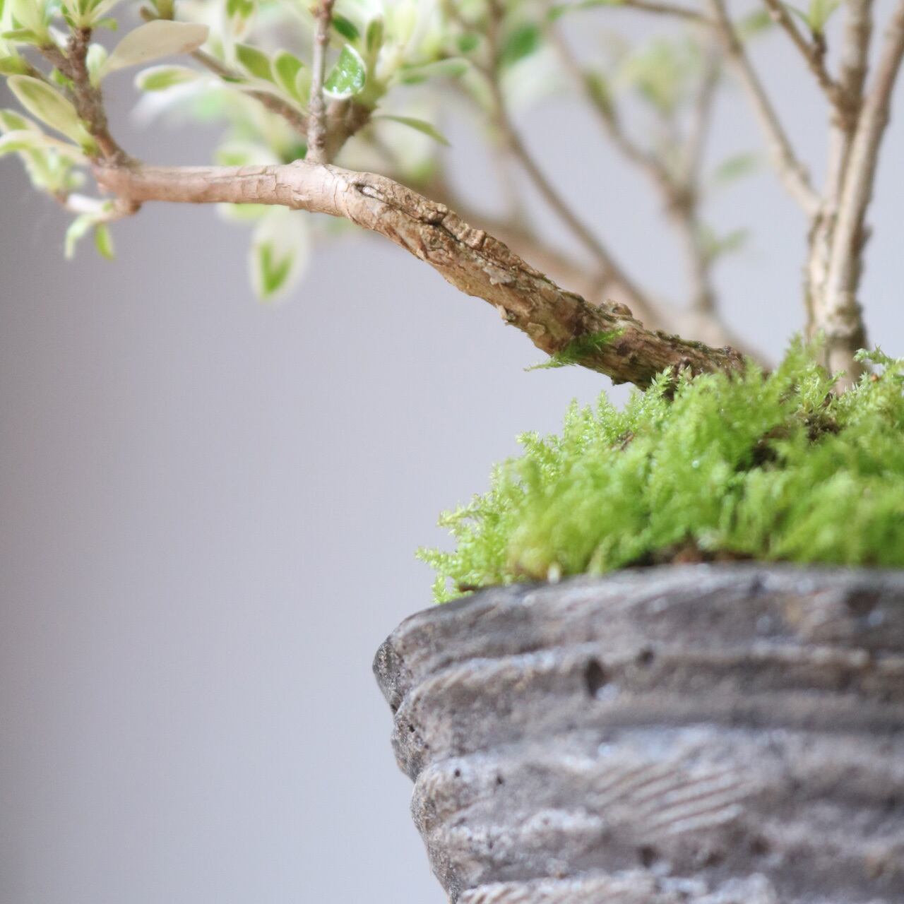ミニ鉢｜セメント仕様_盆栽や観葉植物に最適｜ロビー・ハンソンの