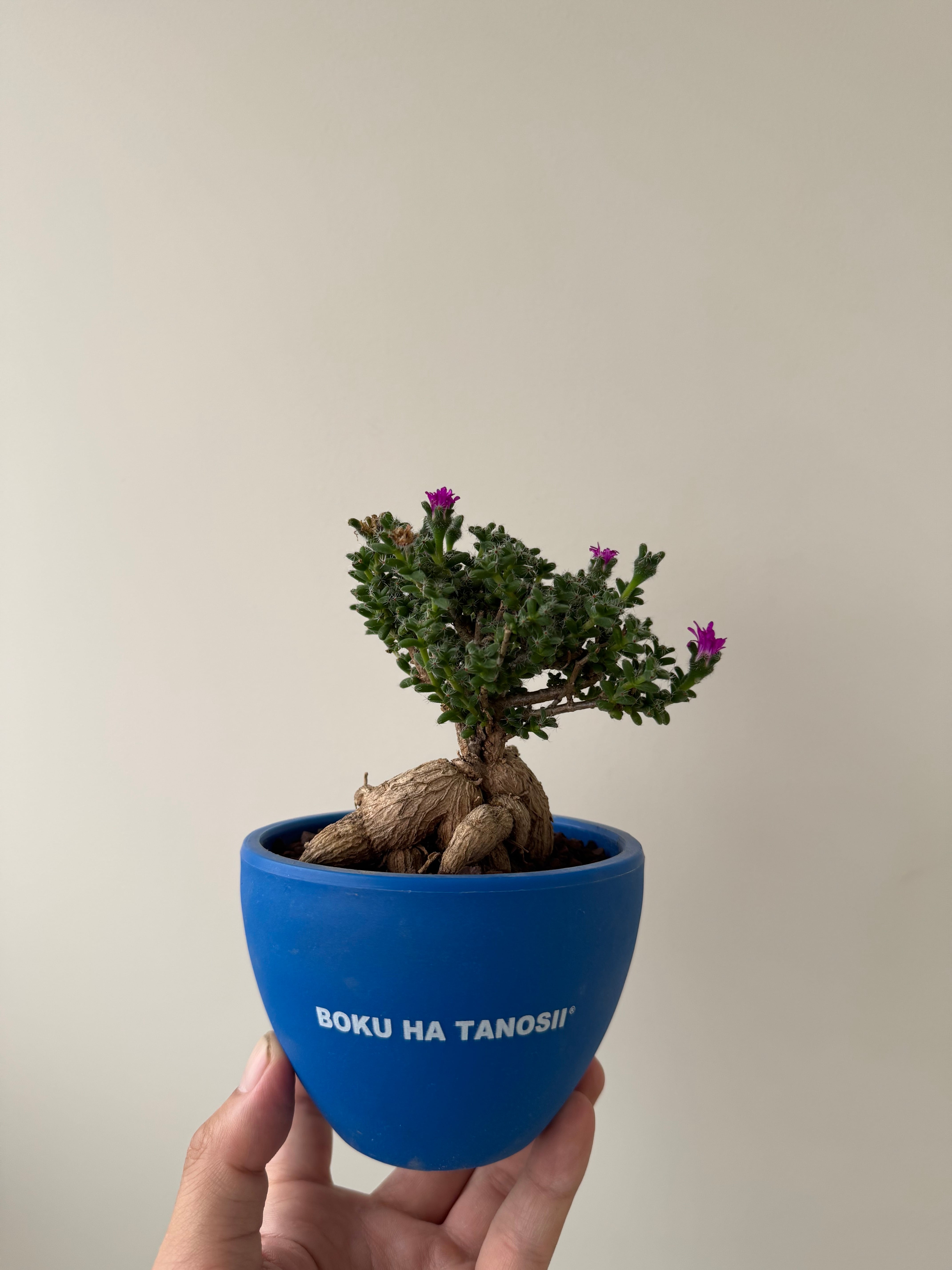新着】Trichodiadema densum 6【育てやすい南アフリカ盆栽】トリコ
