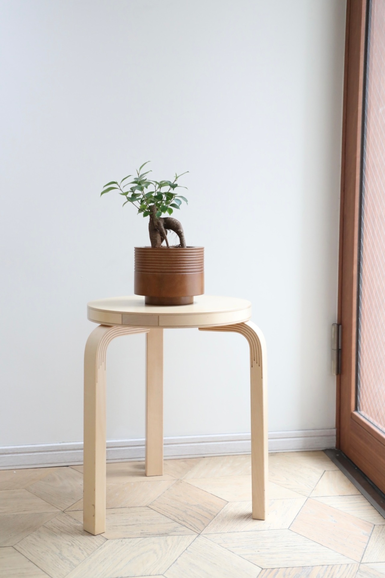 【M】ガジュマル/Ficus microcarpa