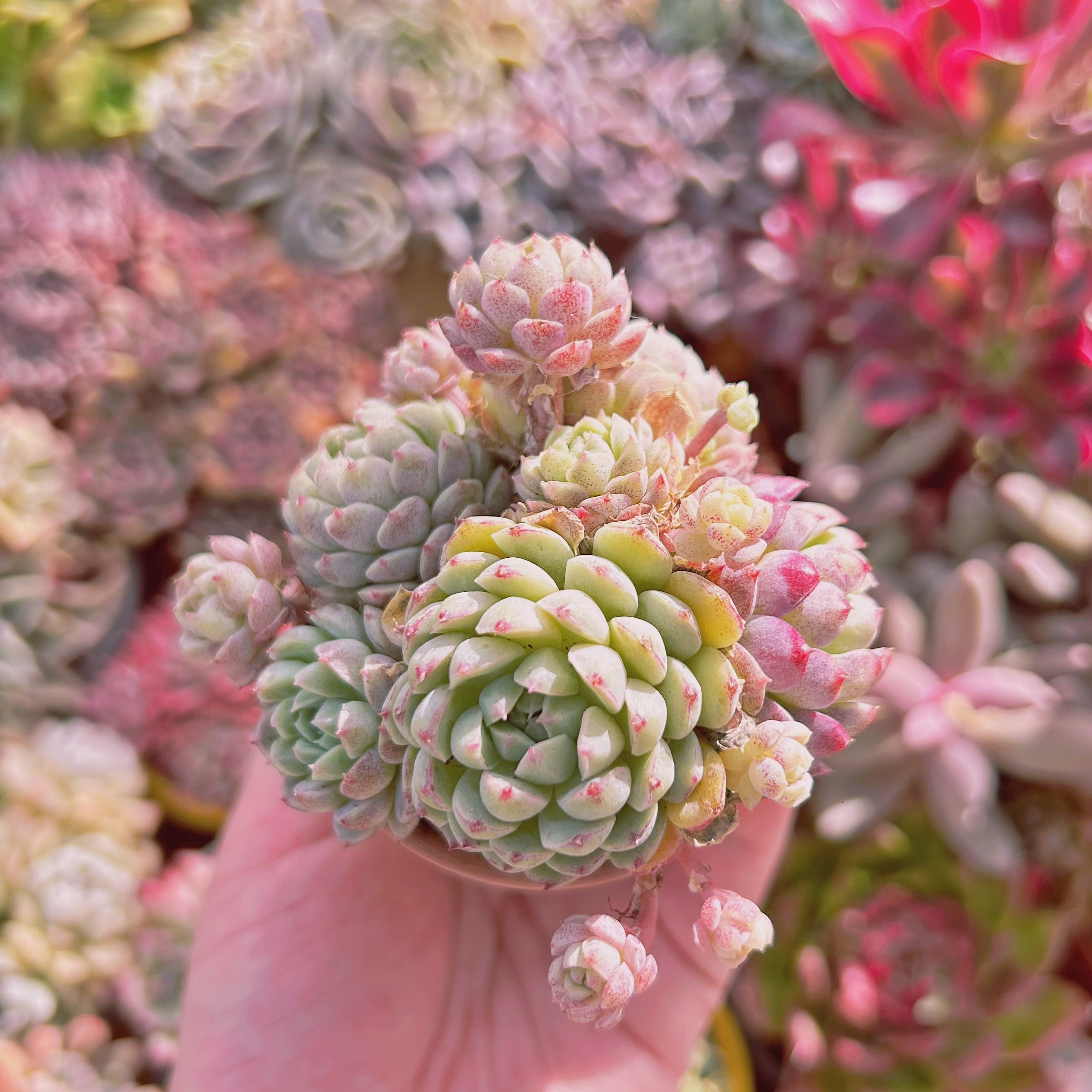 #732現物　多肉植物　ハチミツボール