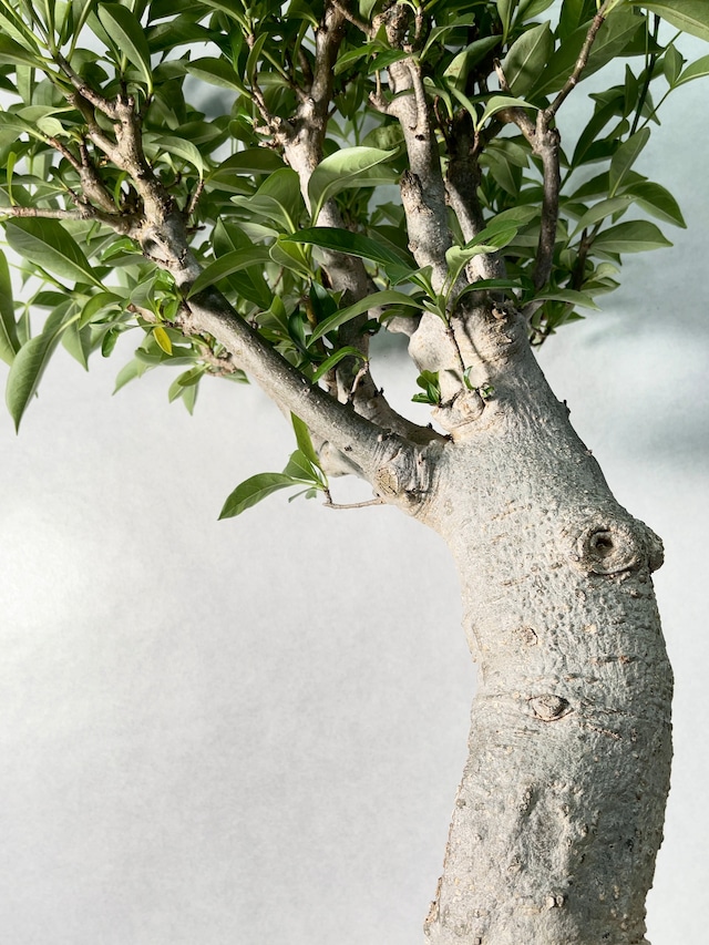 アダンソニア・ディギタータ(バオバブ)