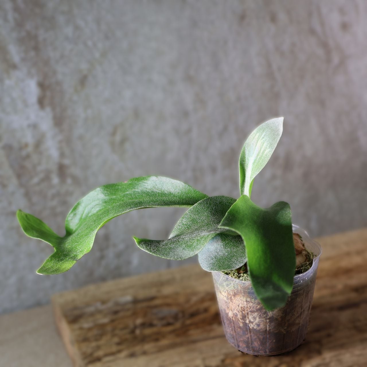 227『ビカクシダ ヒリー Platy. hillii × sib』＿観葉植物【送料無料