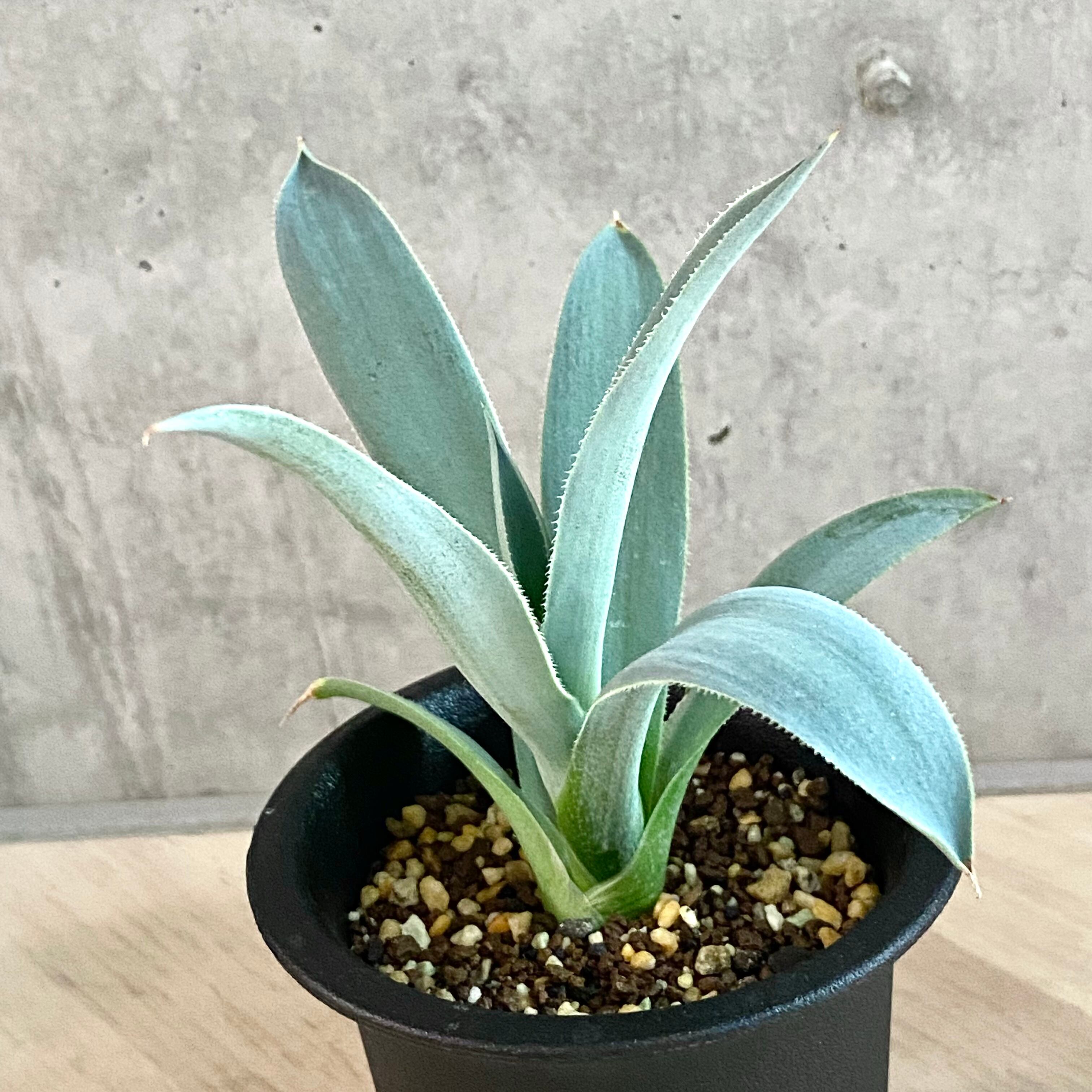 アガベ・ピグマエア ドラゴントゥース 子株付き Agave pygmaea "Dragon Toes" / サボテン 悔恨 多肉植物