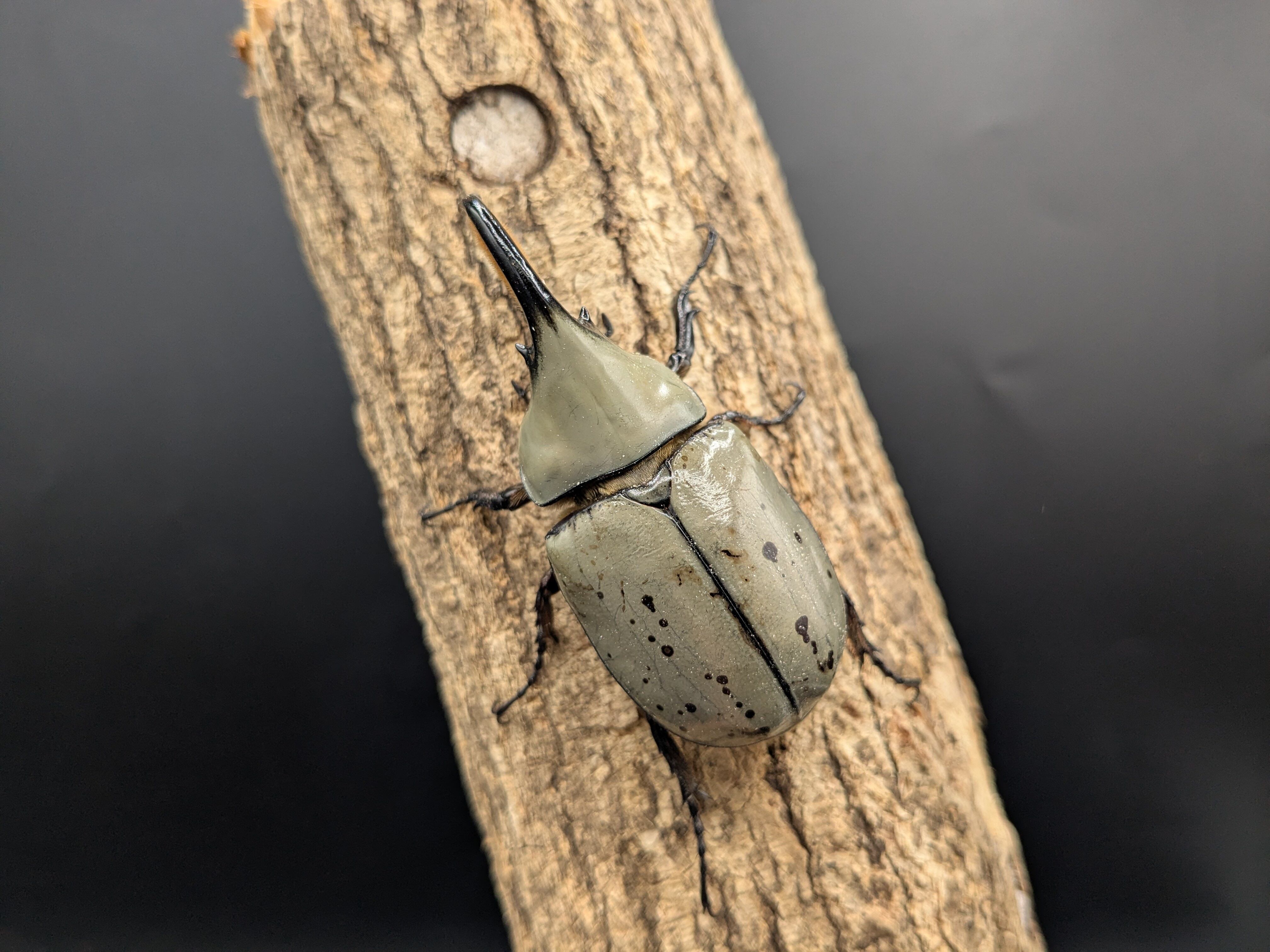 クワガタムシ | クワガタムシ・カブトムシ専門ショップ CIEL