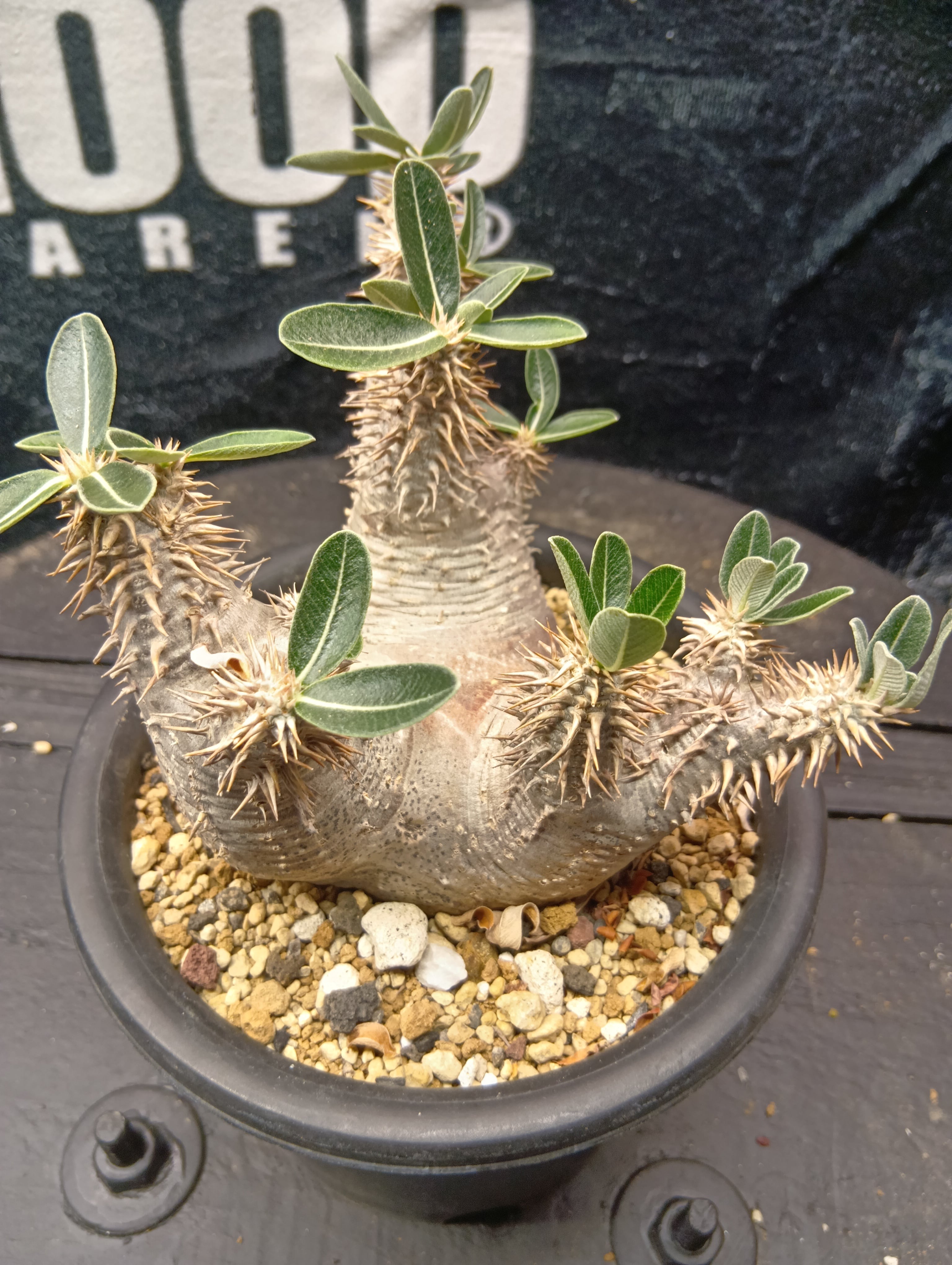 パキポディウム デンシフローラム 現地球 | Buenaplant