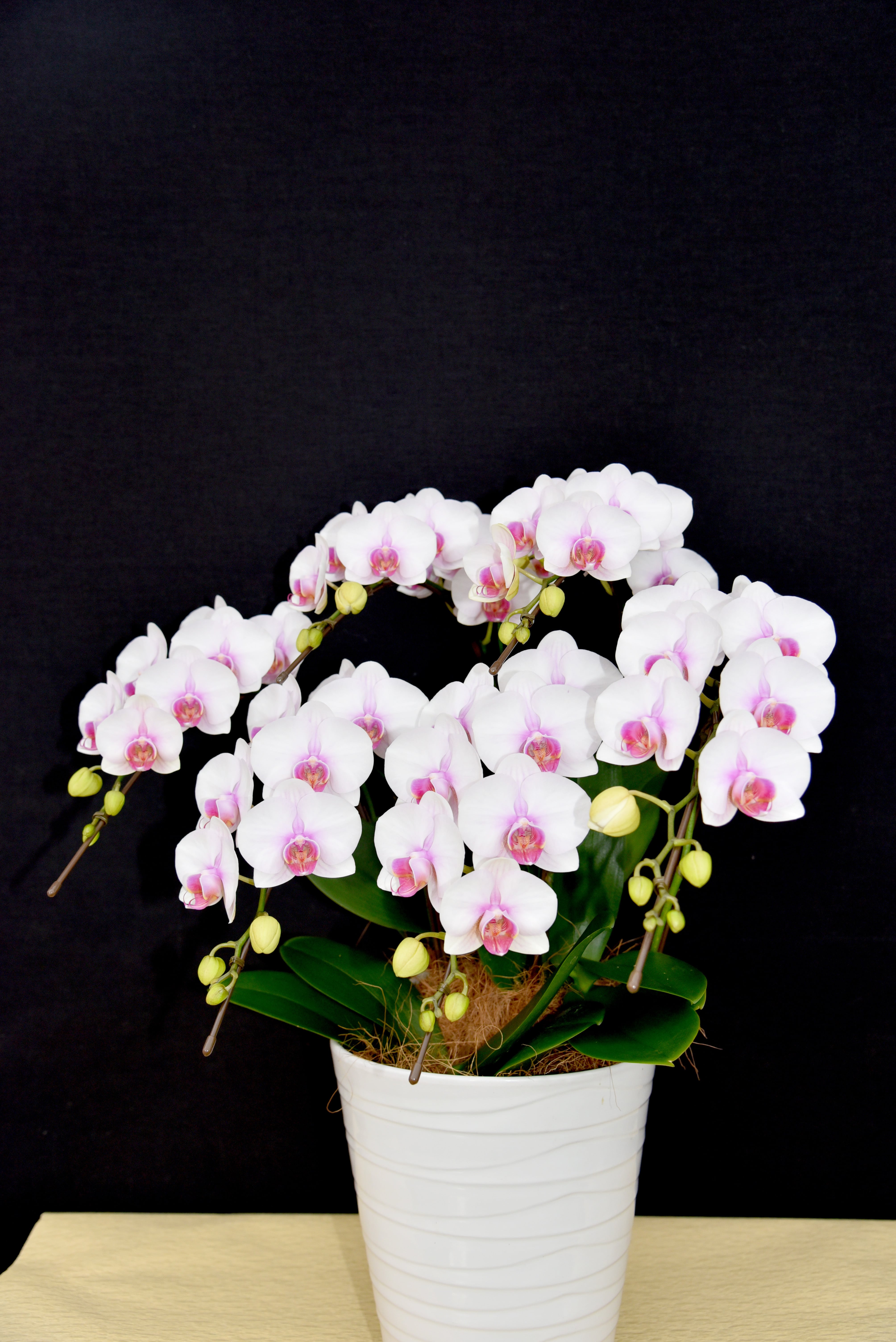 ヴィーナスルージュ-6本立て☆送料大 | 座間洋らんセンター ネット