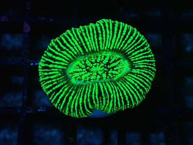 Trachyphyllia geoffroyi "Neon Stripes" 5