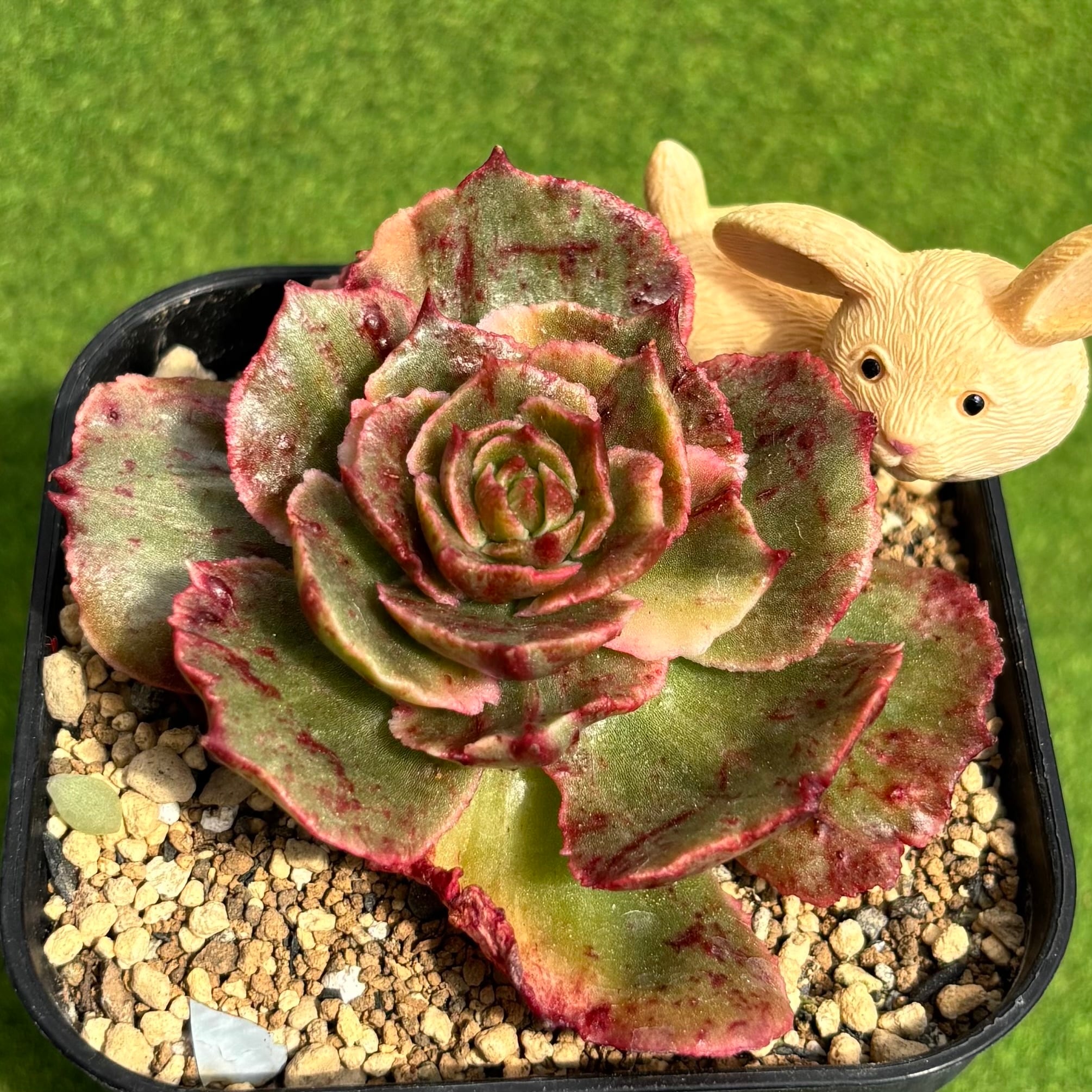 ファントム | 多肉植物 豆彦商店
