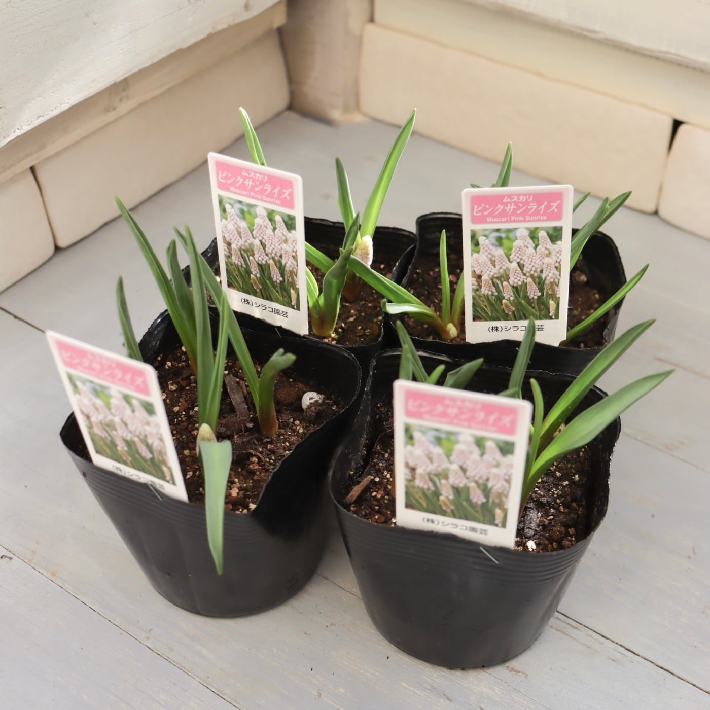 Green heartꕥオンラインショップ