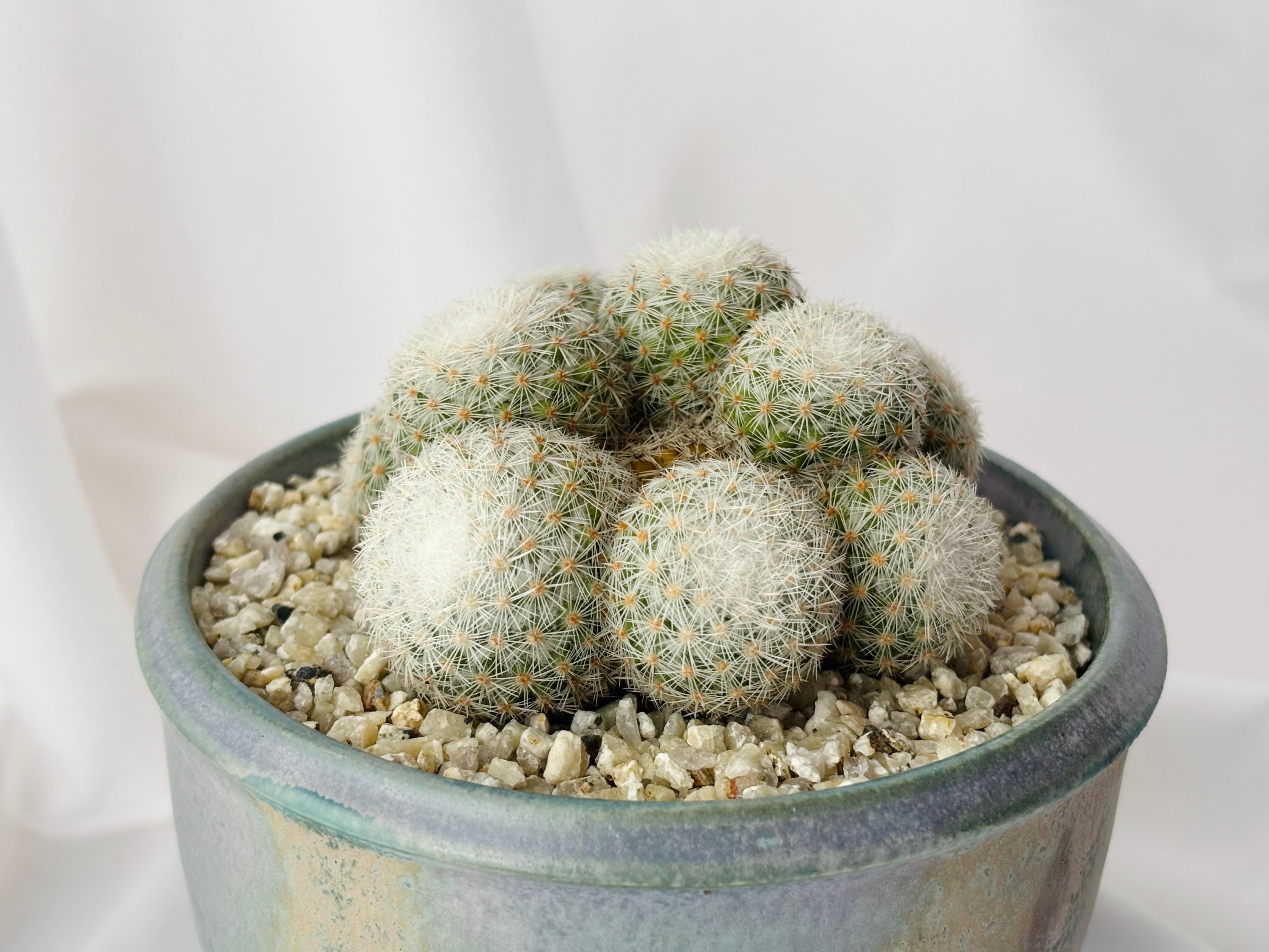 Mammillaria albilanata マミラリア 希望丸 サボテン | plants MARU