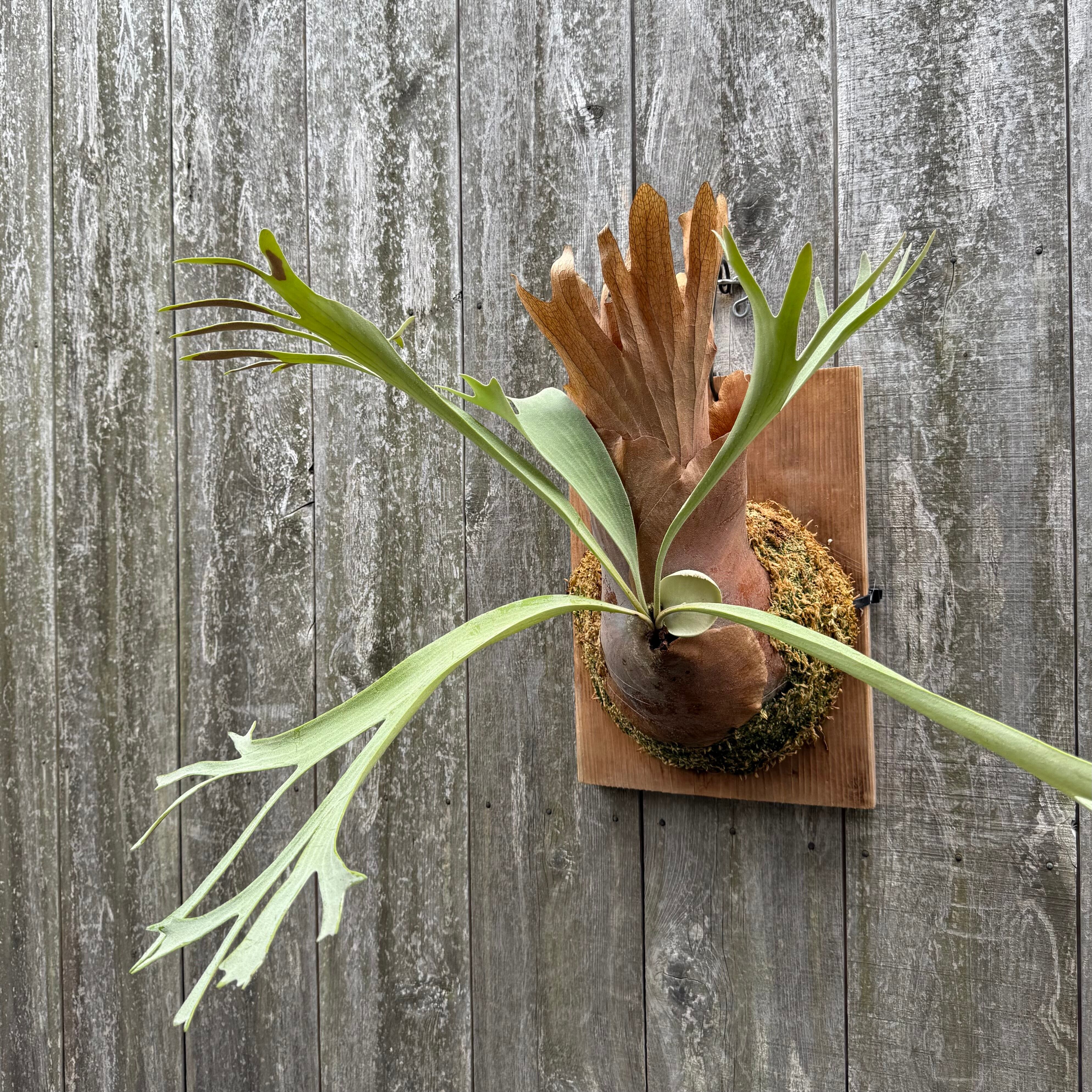 Platycerium White Wing (veitchii x willinckii) | Pay ID