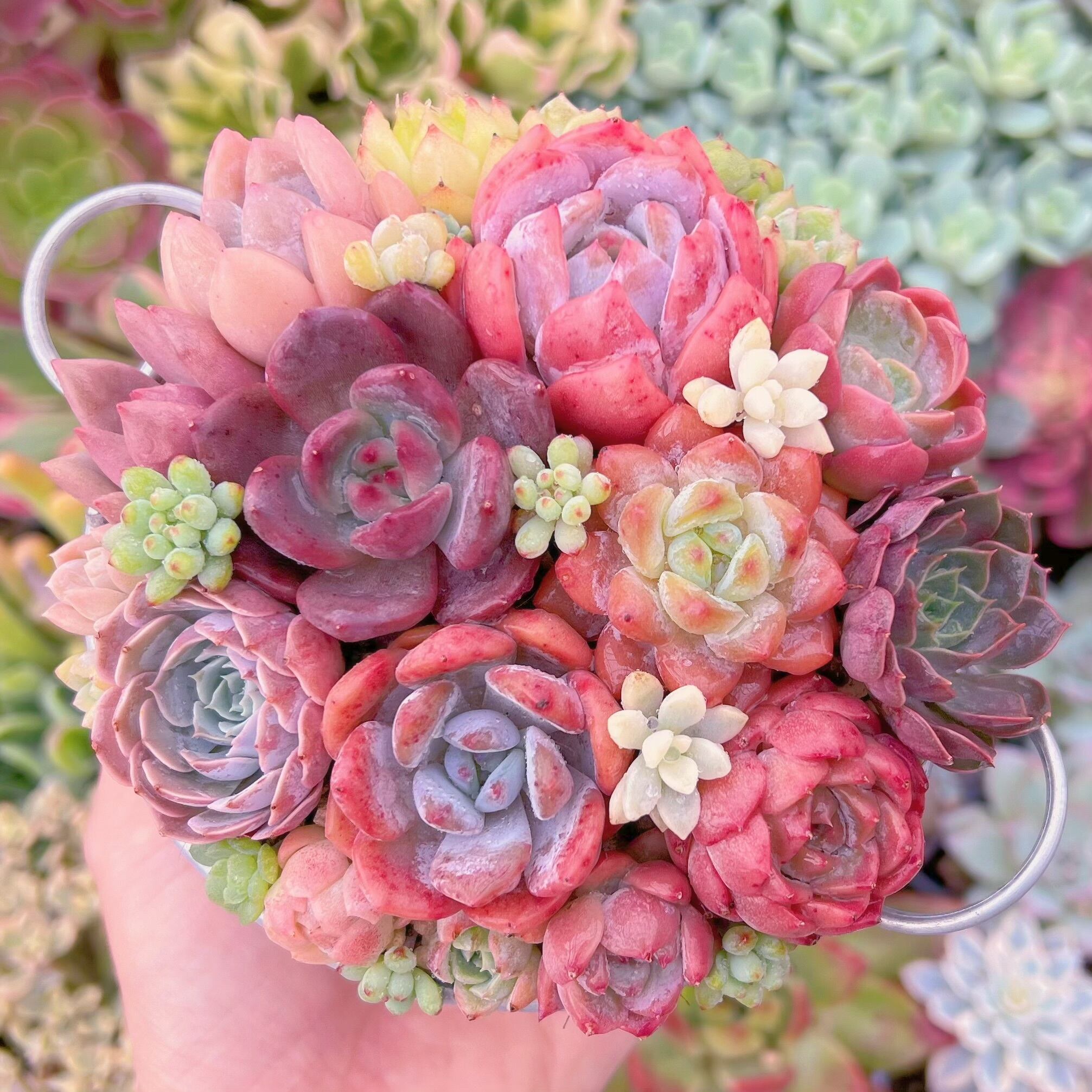 現品　寄せ植え鍋セット#2008   るる農園