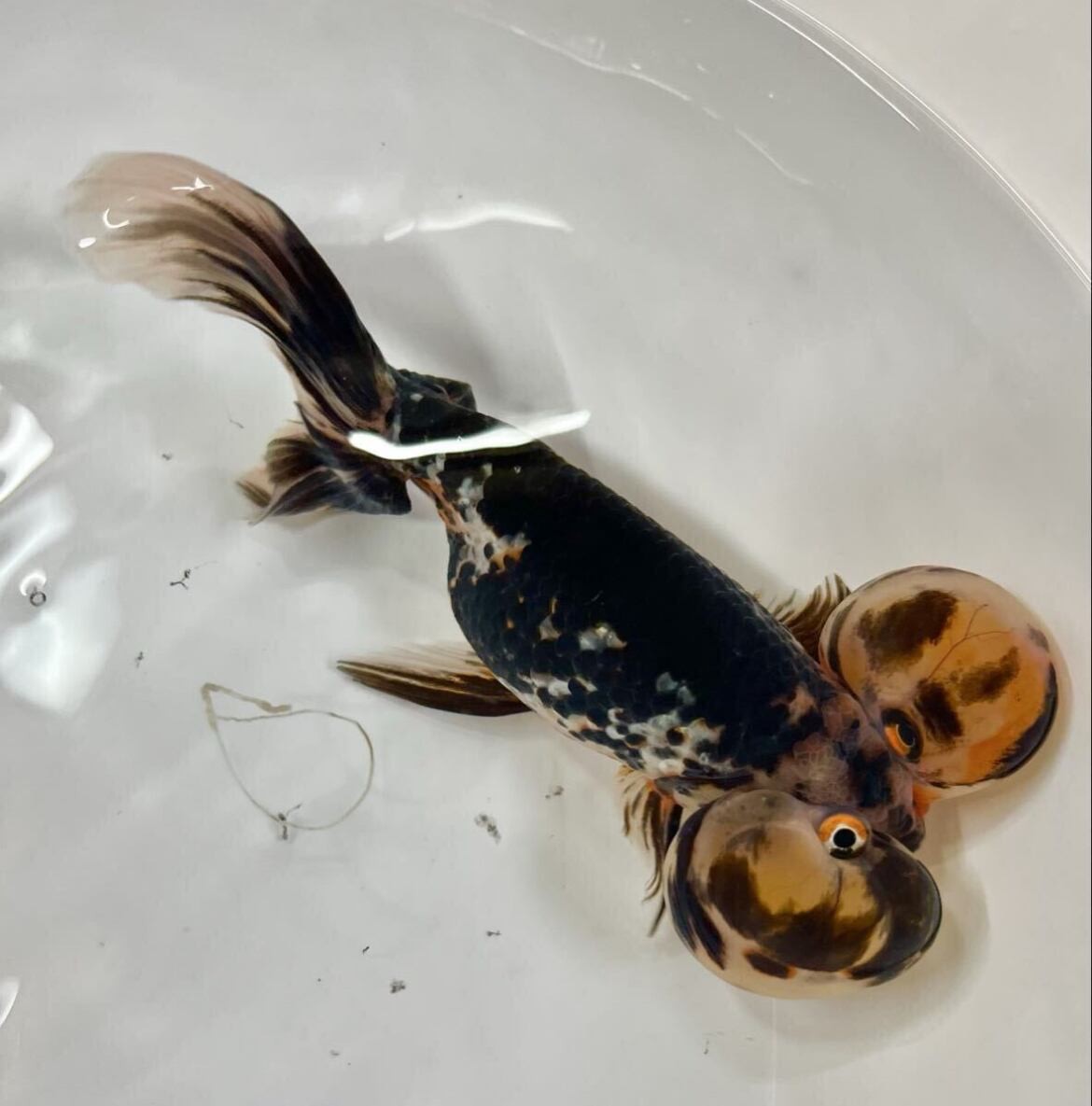 プレミアム 中国便 水泡眼 五色水泡眼 五色らしい華やかさ 二歳 No5