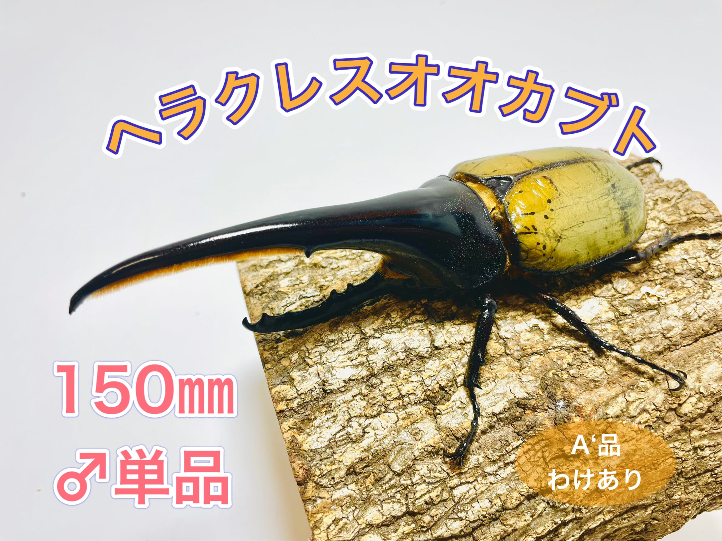 伝説の七節】ロードハウナナフシに酷似のトゲアシフトナナフシオバケ