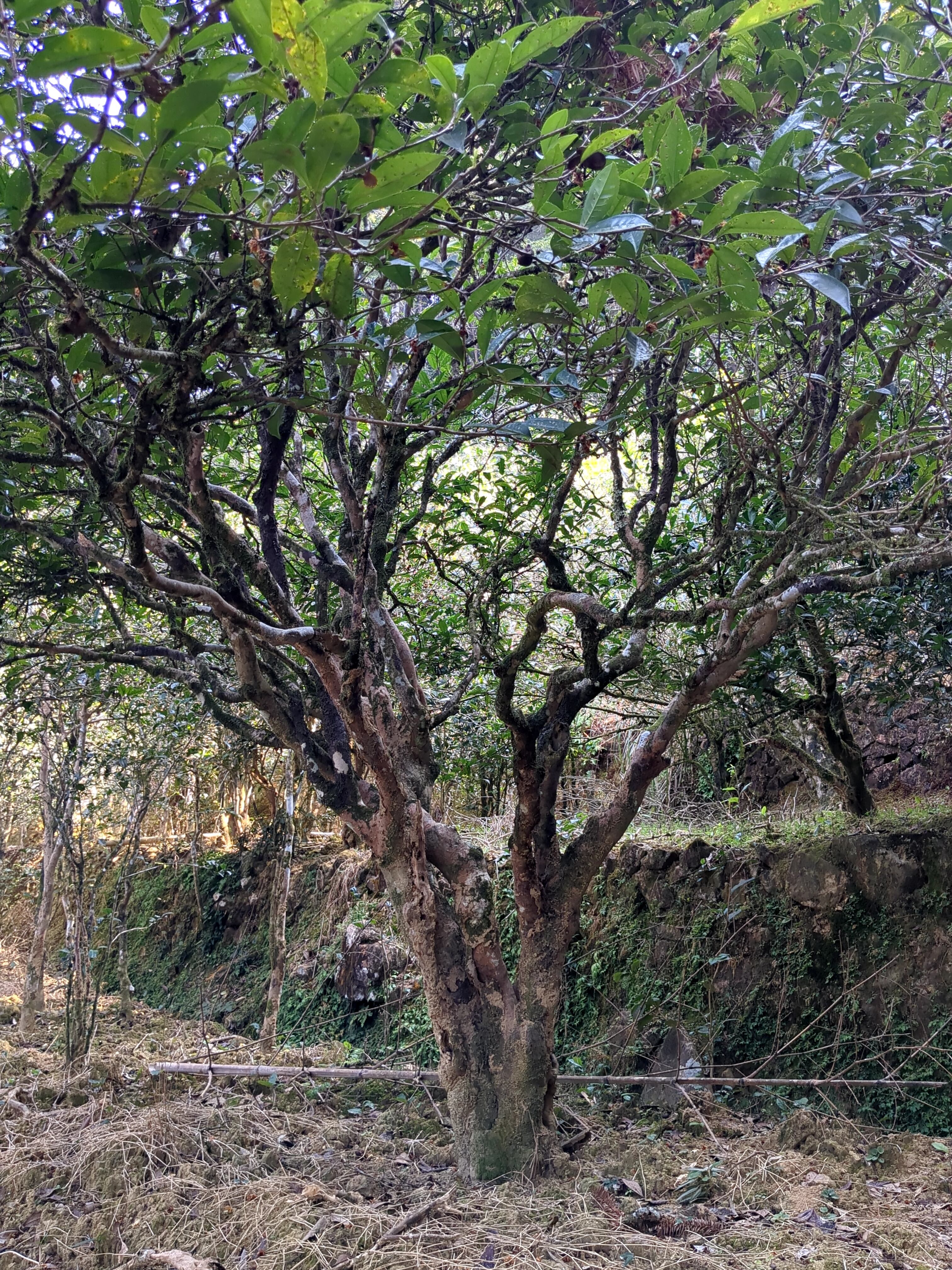 樹齢300年老叢鳳凰水仙 20g