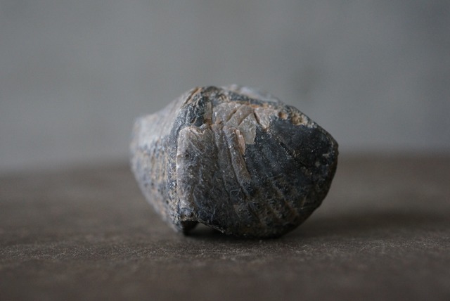 モロッコ産腕足類化石　Spinocyrtia elburzensis 1112