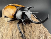 【WD】《ゴホンツノカブト原名亜種 ラオス産 78mm ペア》