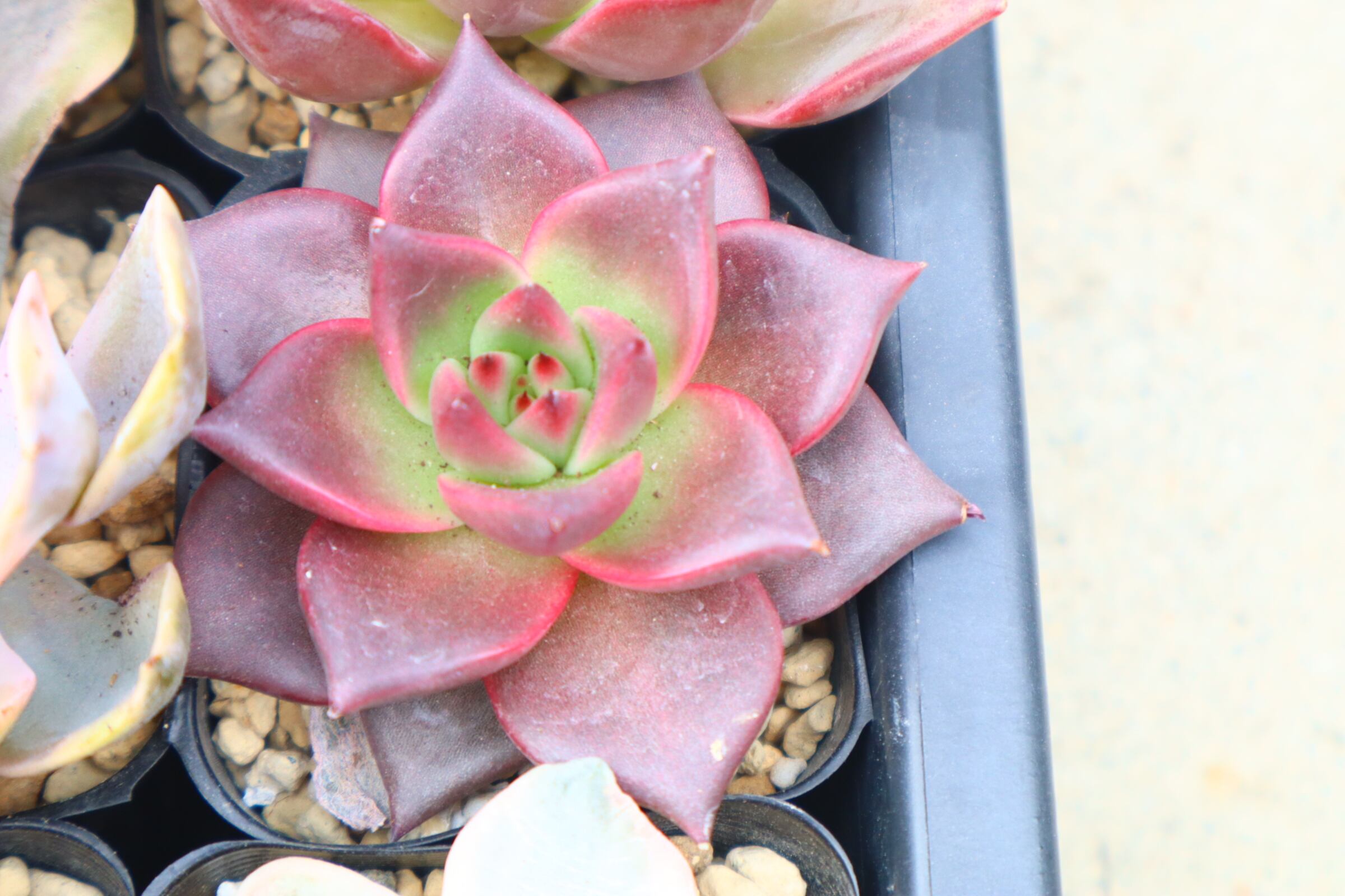 アガベ　fo-076 インドネシア産 アガベ FO-076（インドネシア系） | Pay ID