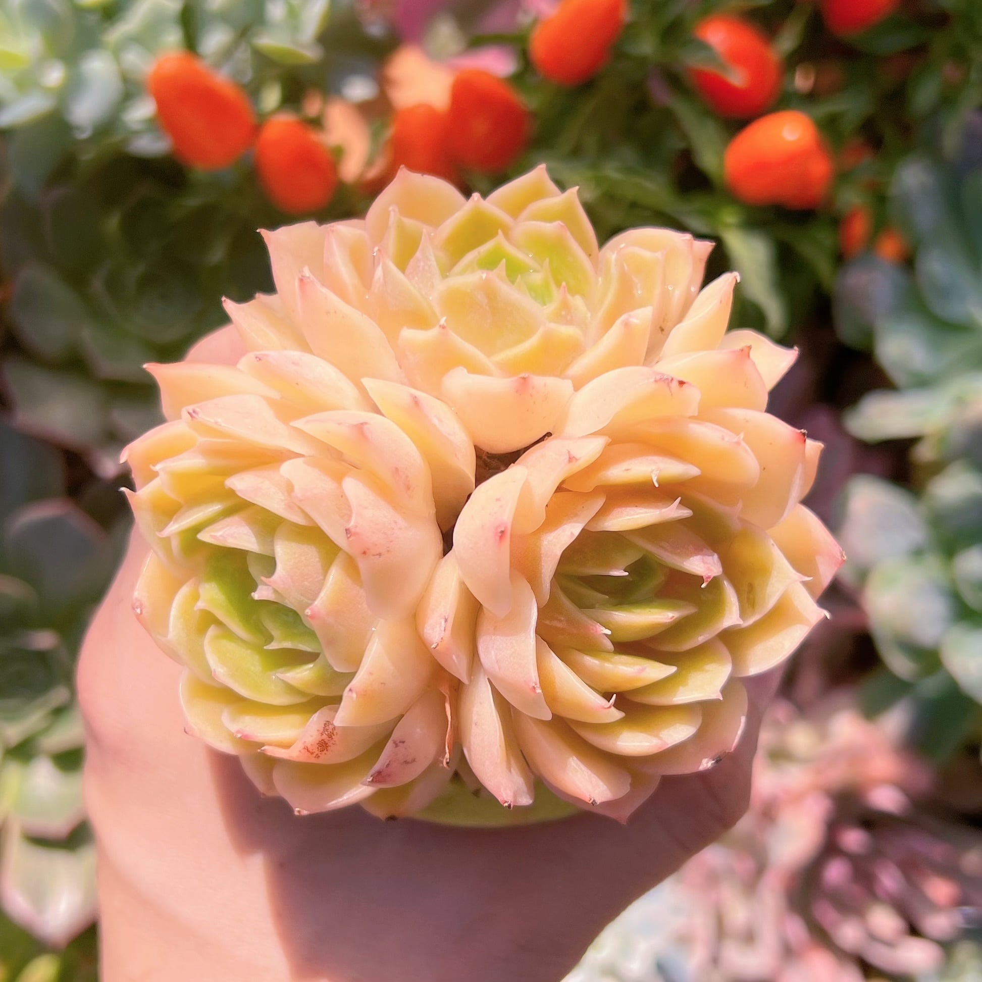 多肉植物　オンスロー群生　新入荷　るる農園