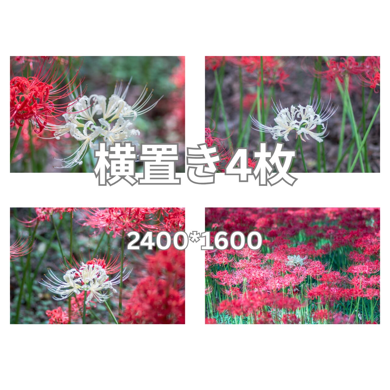 デジタル写真素材 4枚組 「巾着田の曼珠沙華・4」サイズ 長編2400px×短辺1600px