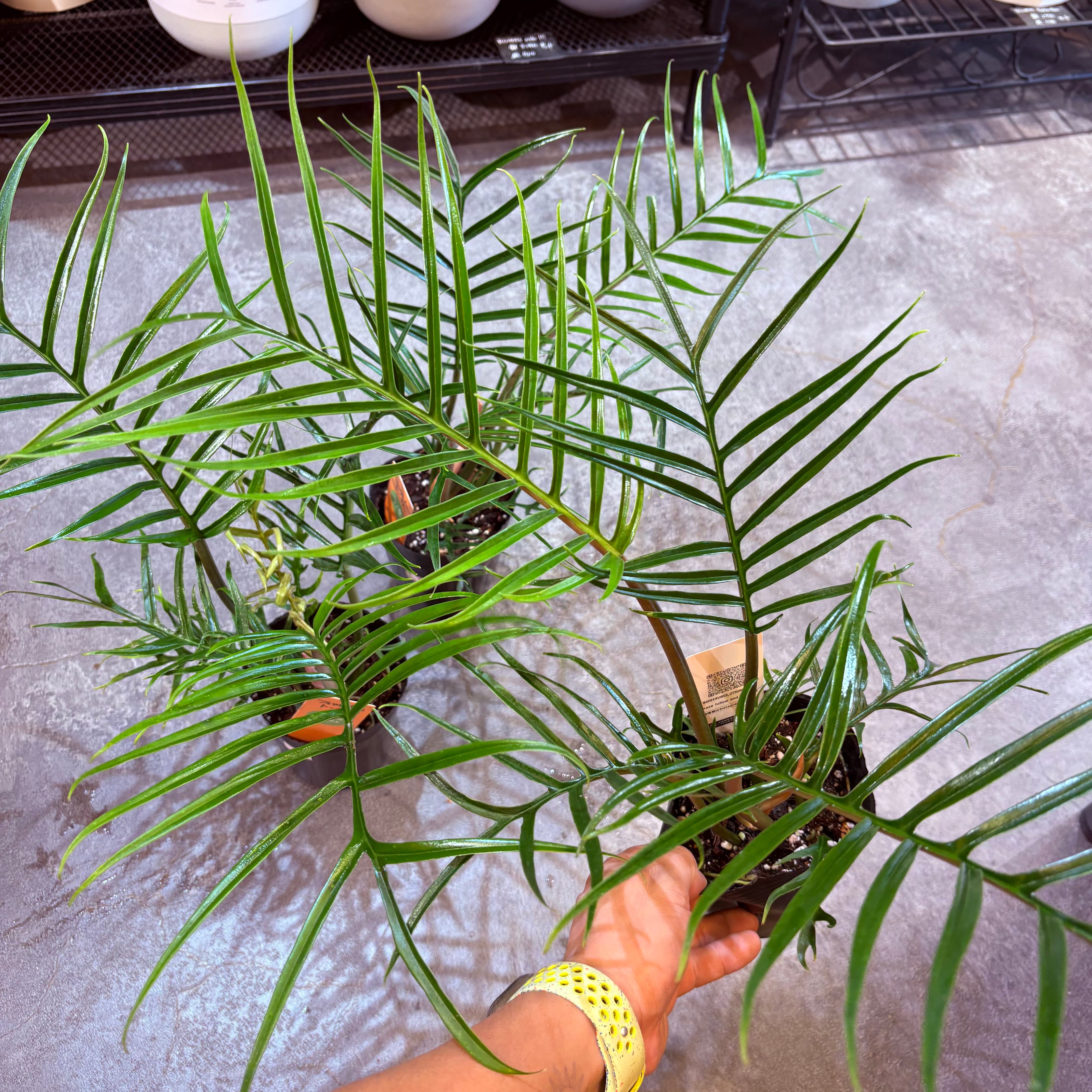 フィロデンドロン トータム 3.5号 | Green Vibes 宇都宮市の観葉植物専門店